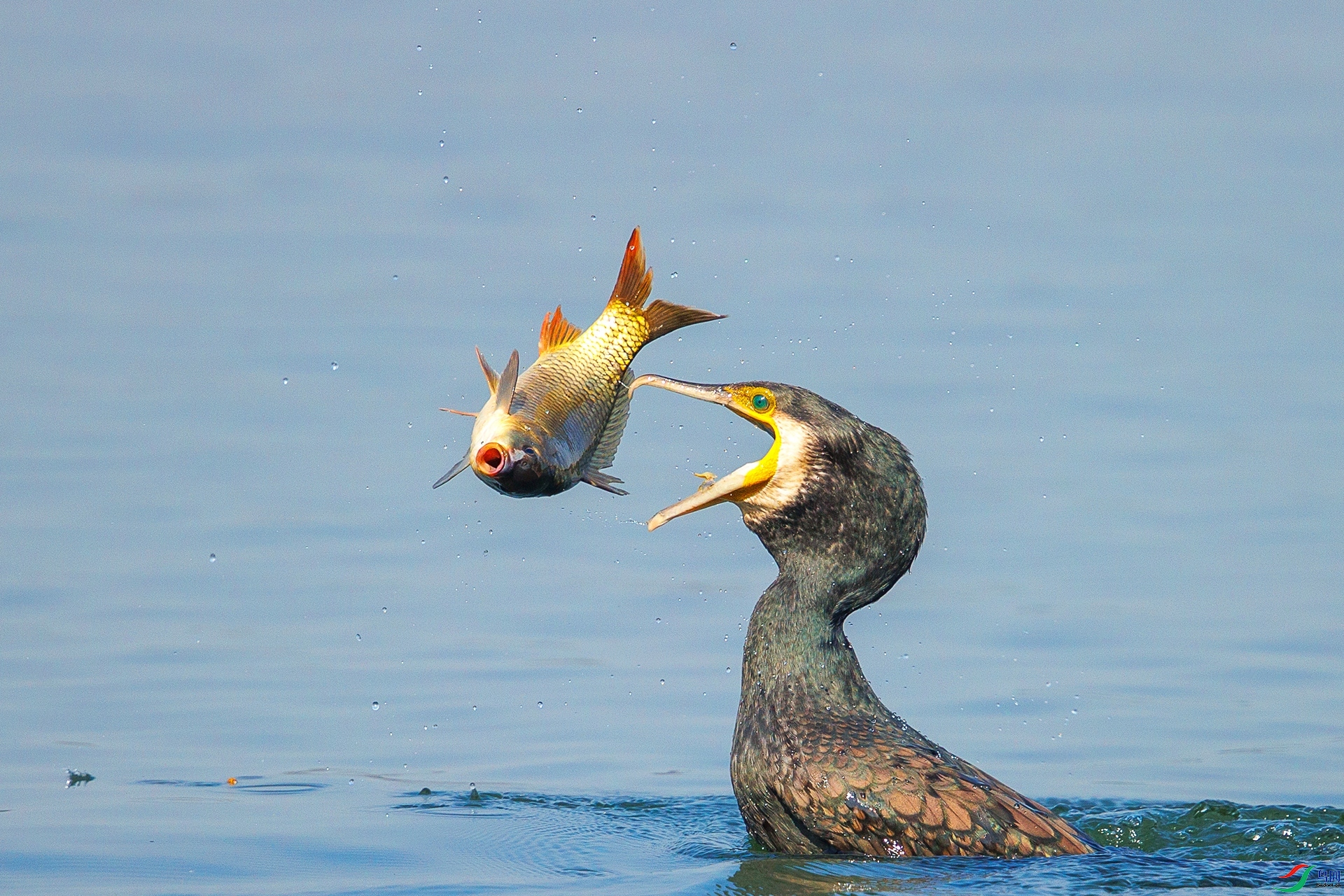 Ϸ�� ���� ���¹�Ӱ  ����.jpg