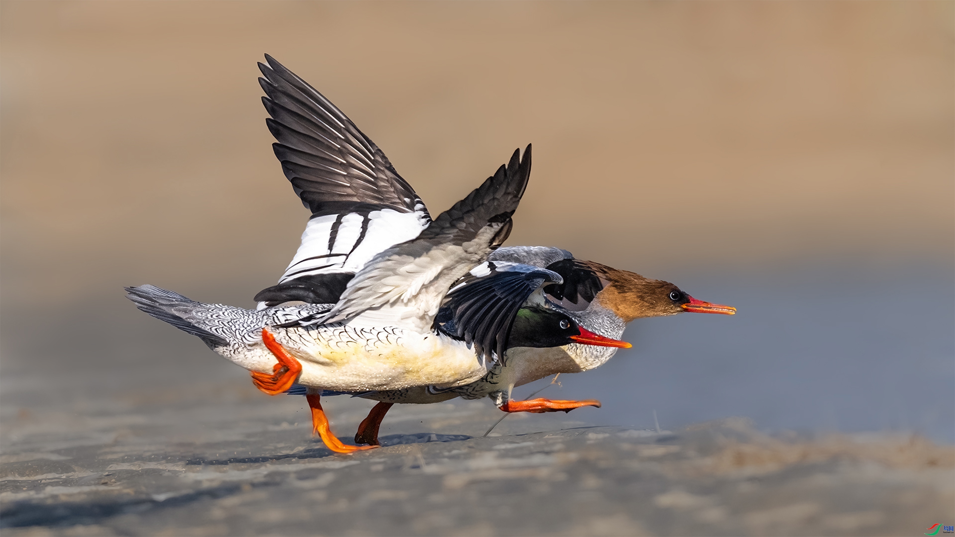 һ����ɳѼ����Ϸ��ˮ  ���� ����,���̿���������.jpg