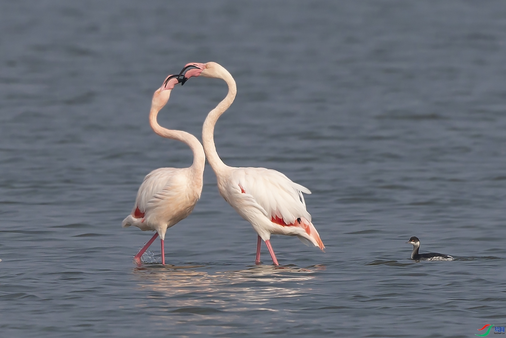 ���ļ�֤  ���� �������99  ����.jpg