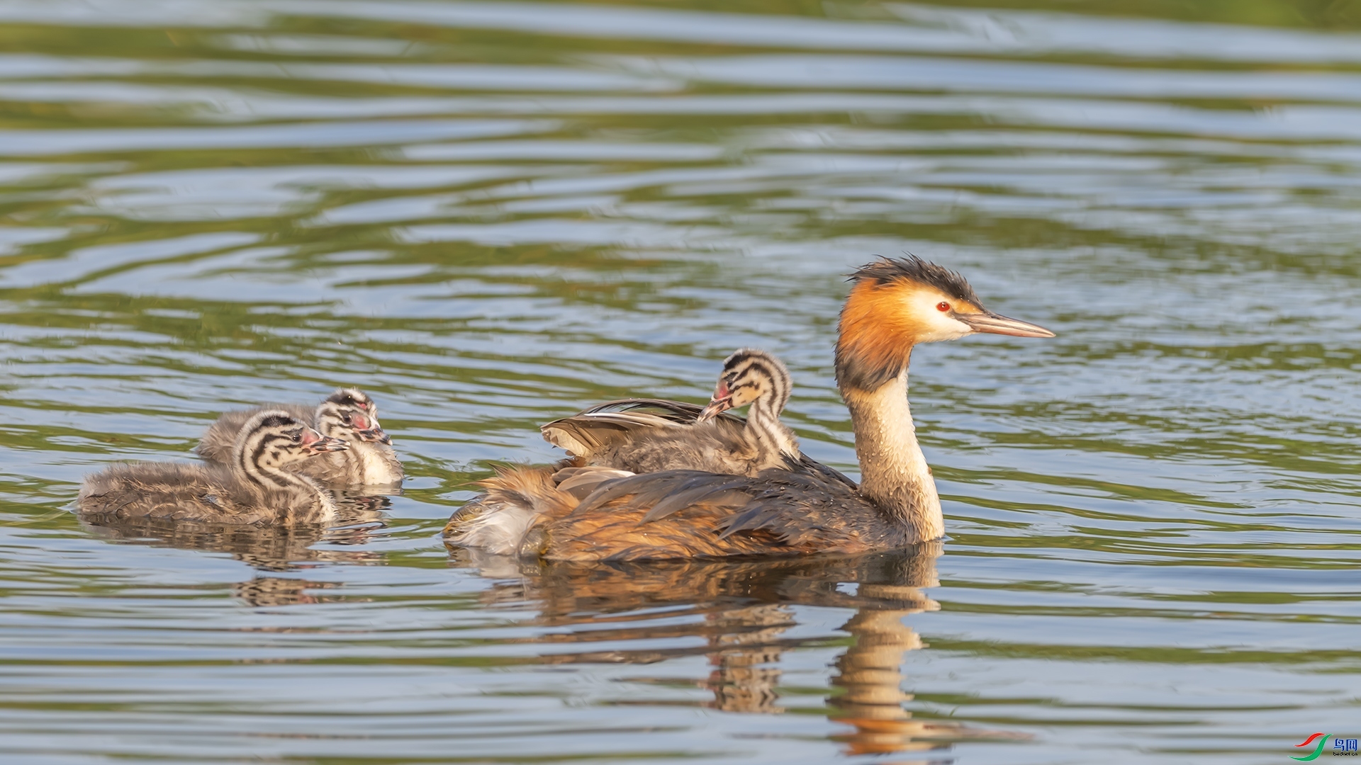 ����ѽ��ô���˻������豳  ���� ������ͷ  ����.jpg