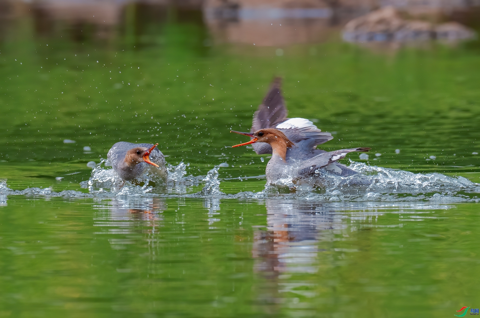 ׼����ս ���� �������� ����.jpg