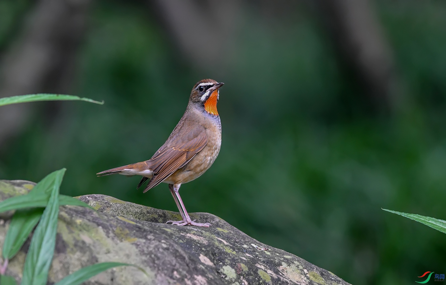 DSC_15751.jpg
