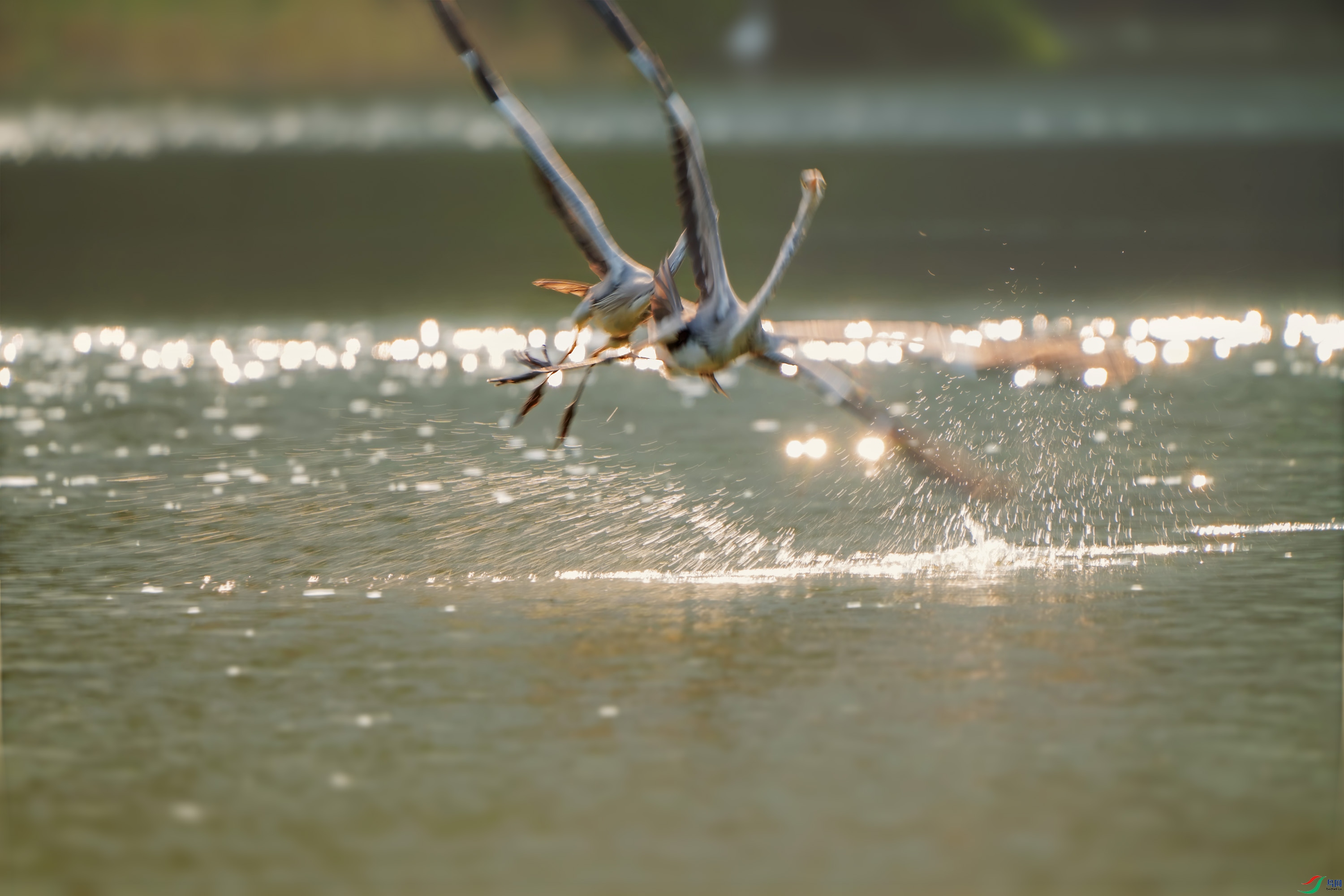 DSC00119 ����.jpg