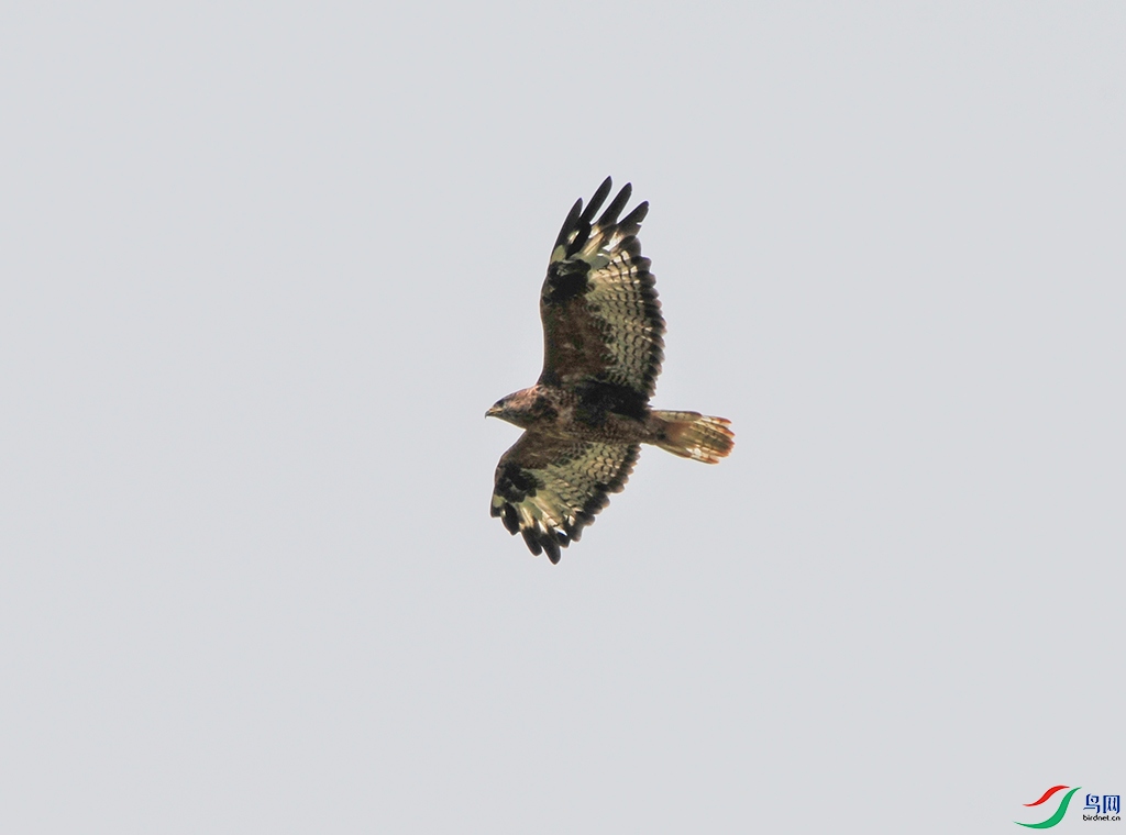 DSC_4962a.jpg