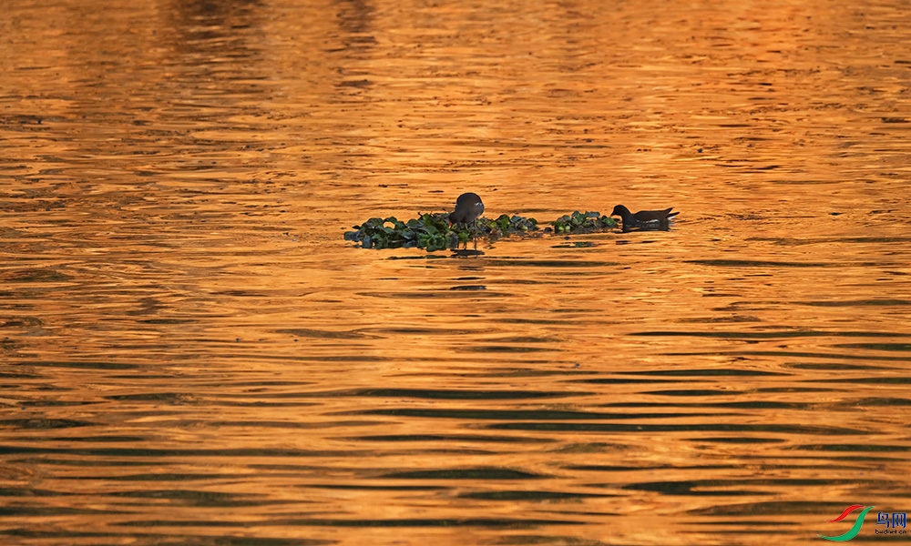 DSCF4713.1.JPG