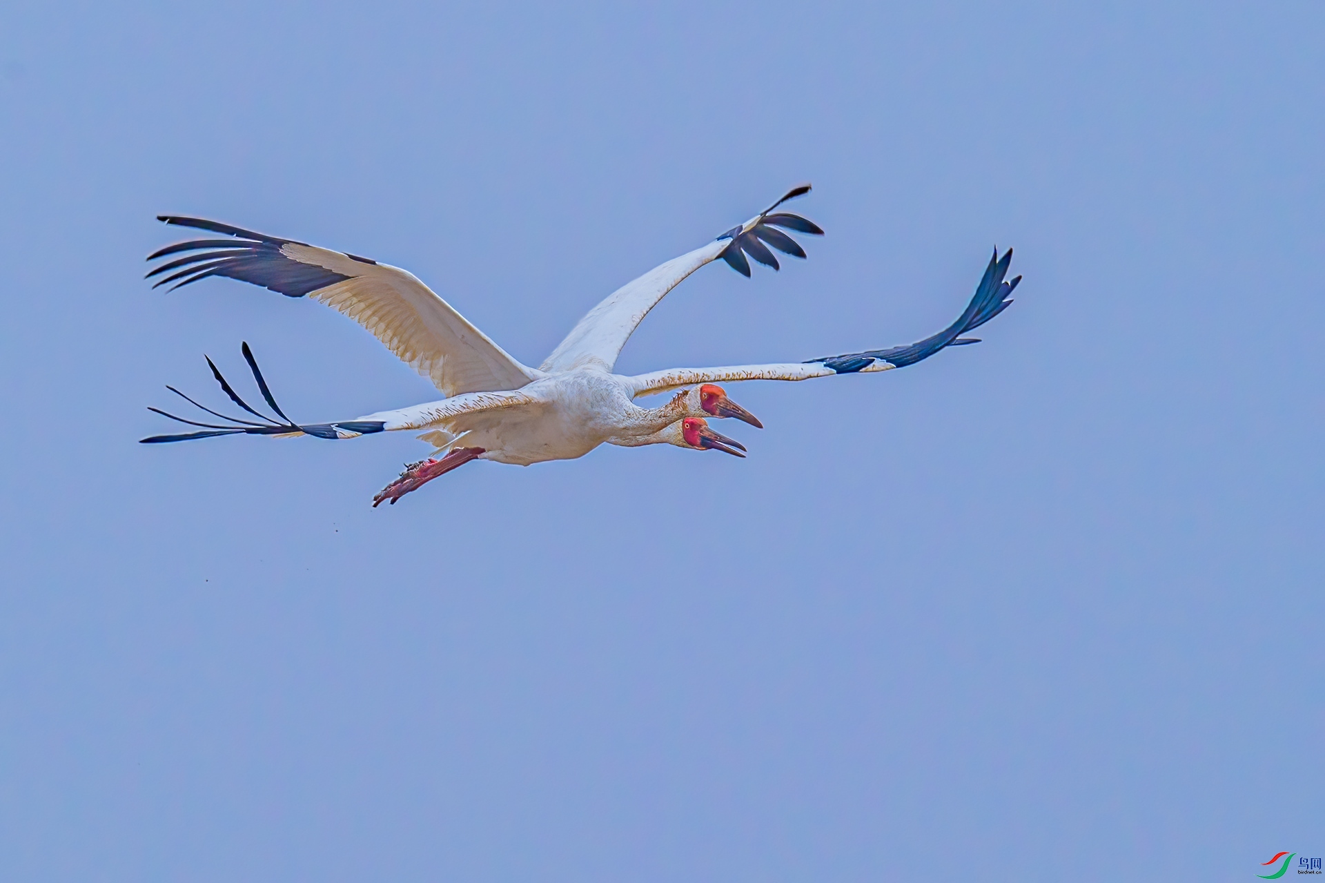 DSC_8610-500.jpg