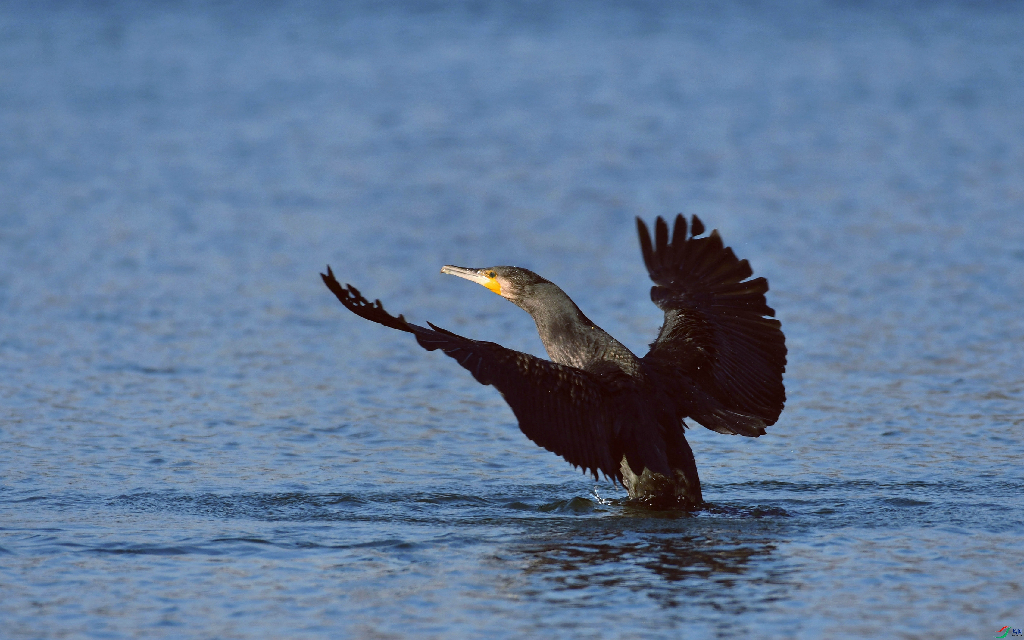 DSC_2398.JPG