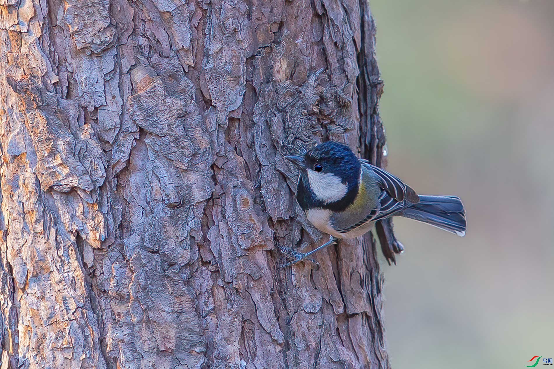 a_29054-1.jpg