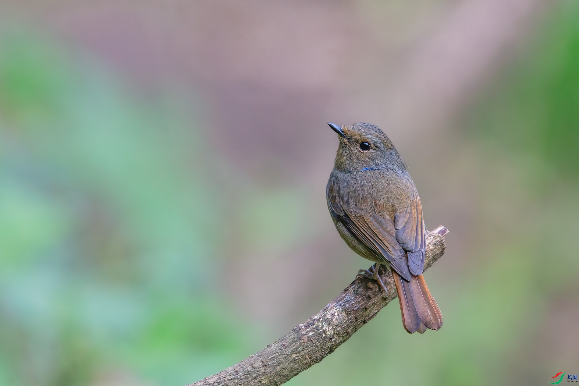 a_60572-1.jpg
