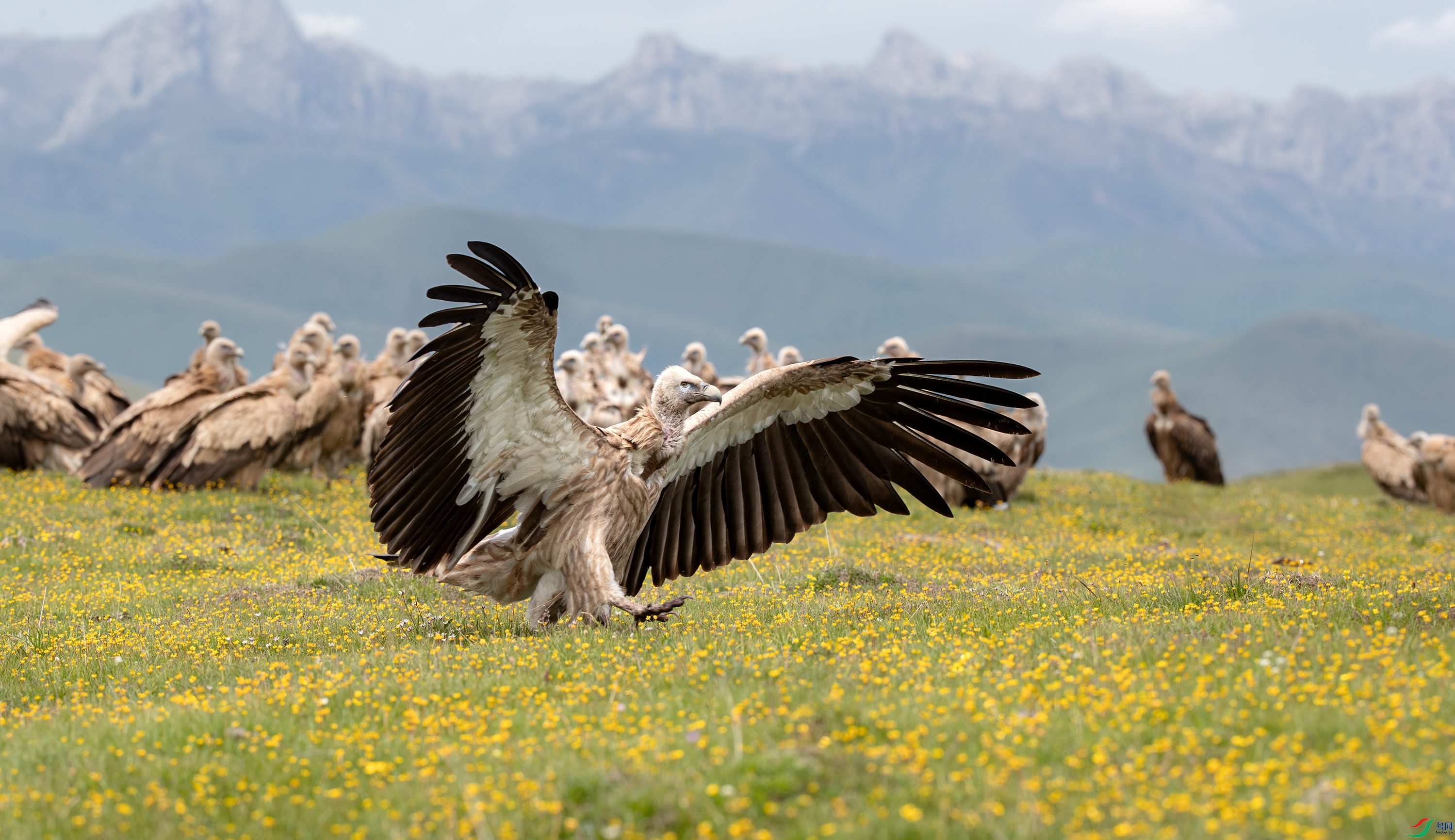 AY8I1310-����ǿ-NR ����.jpg