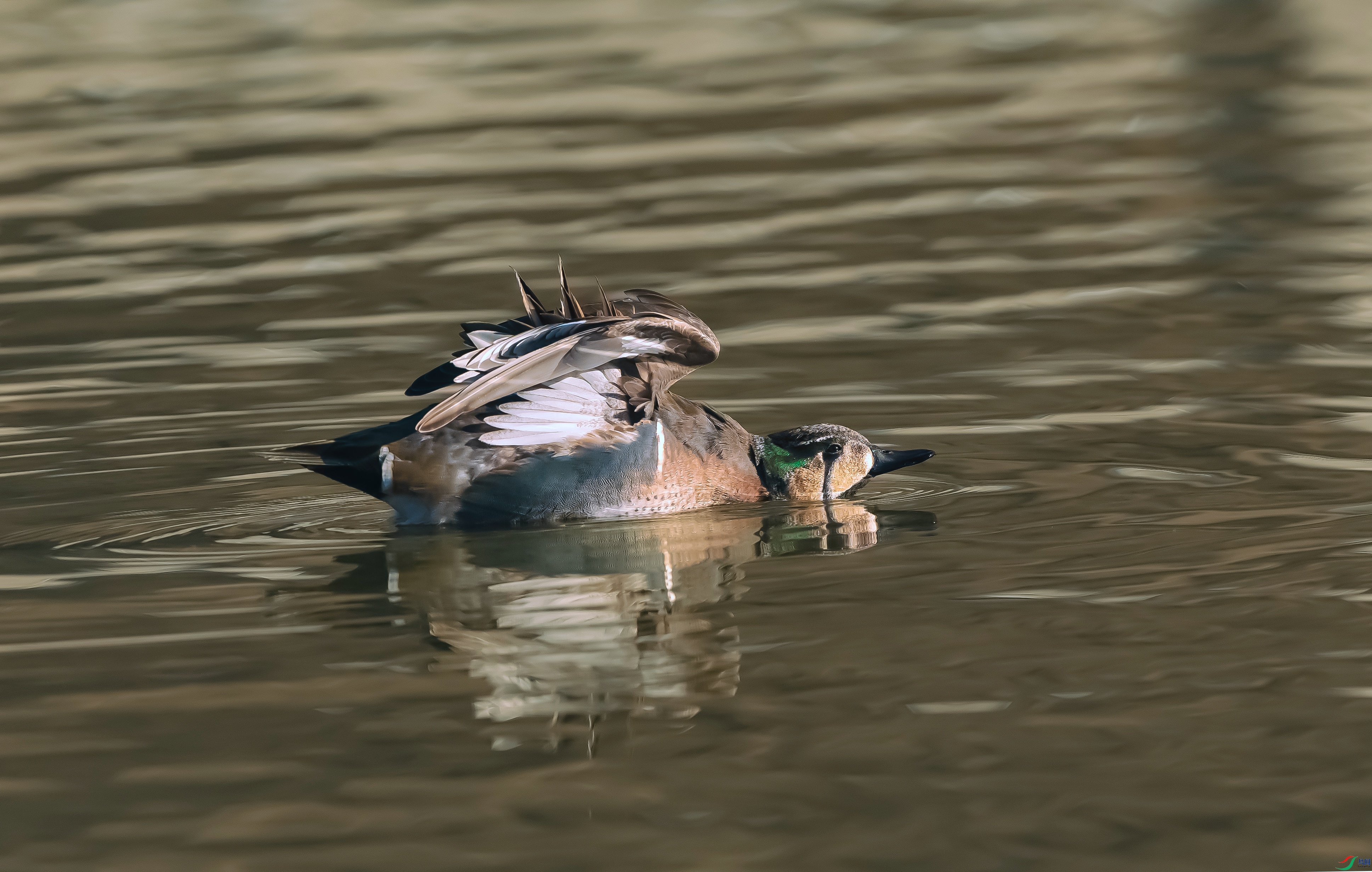 7X5A6519 - ����.jpg