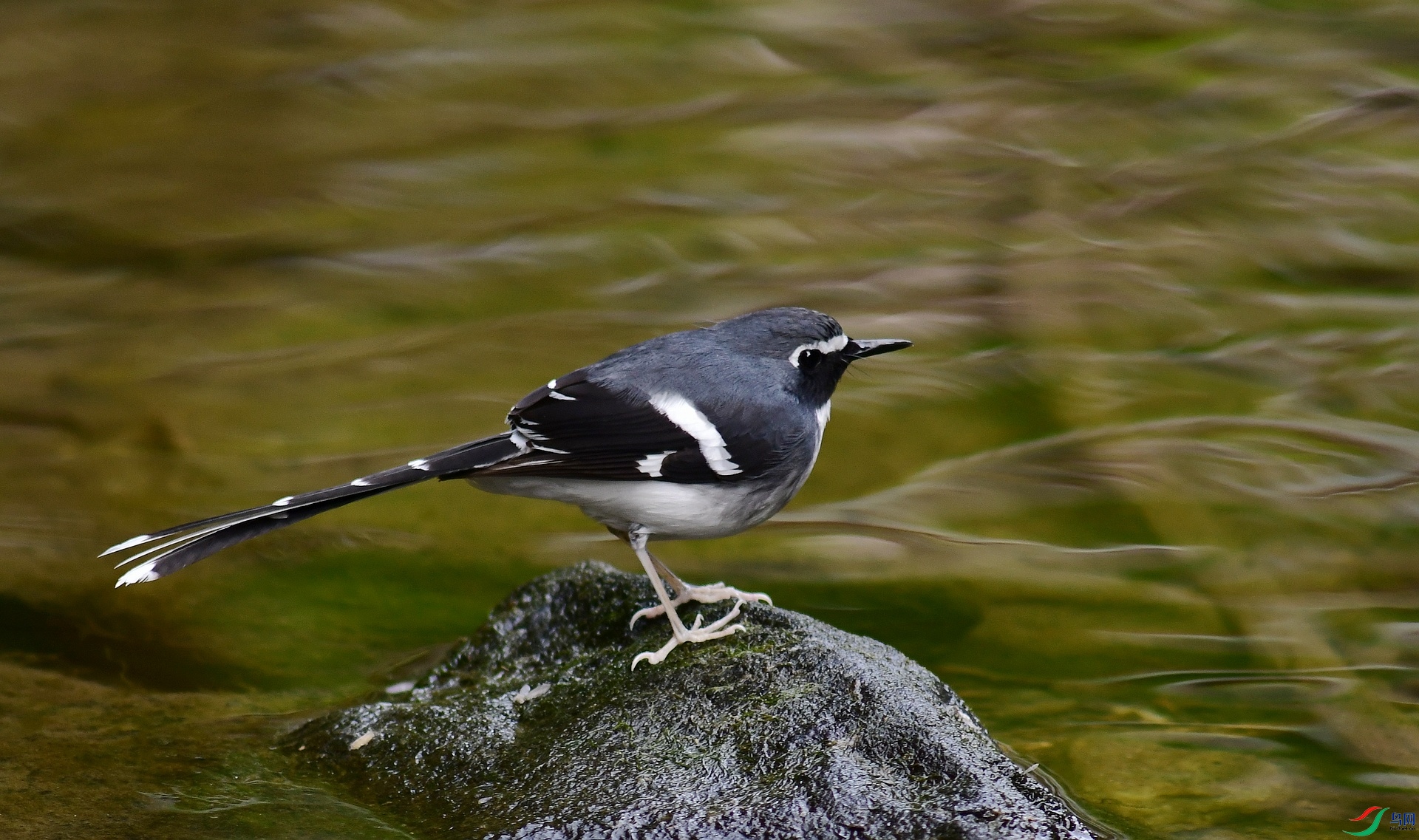 _D5D0262.jpg