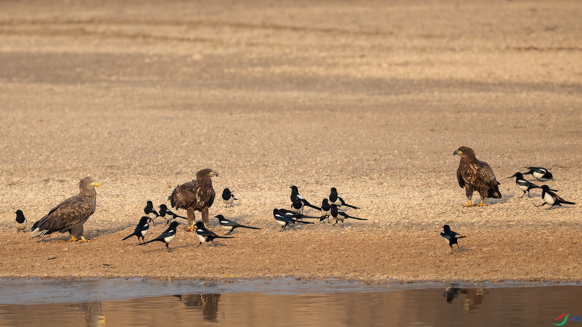 DSG_2166-С ����.jpg