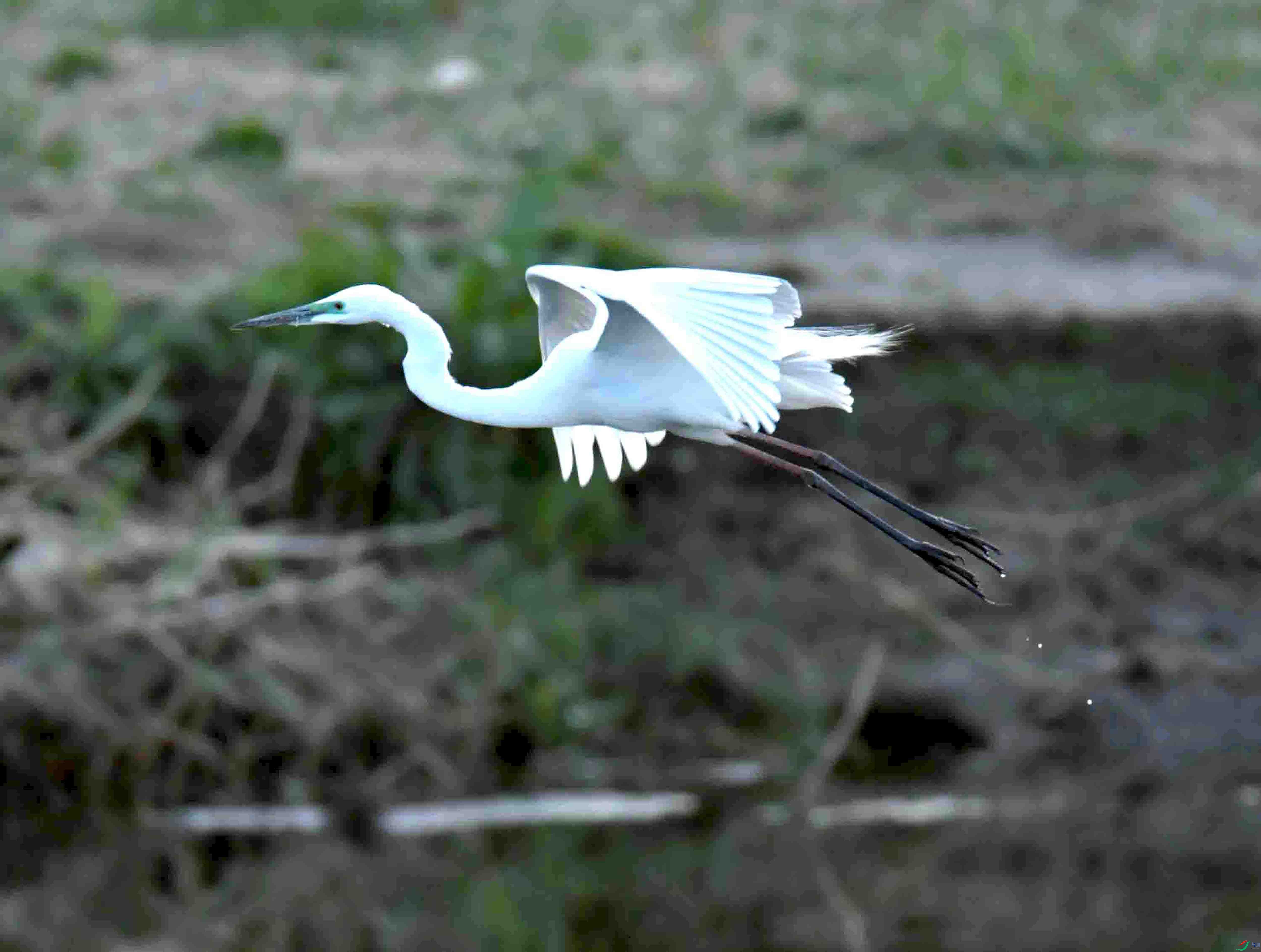DSC_7215.JPG