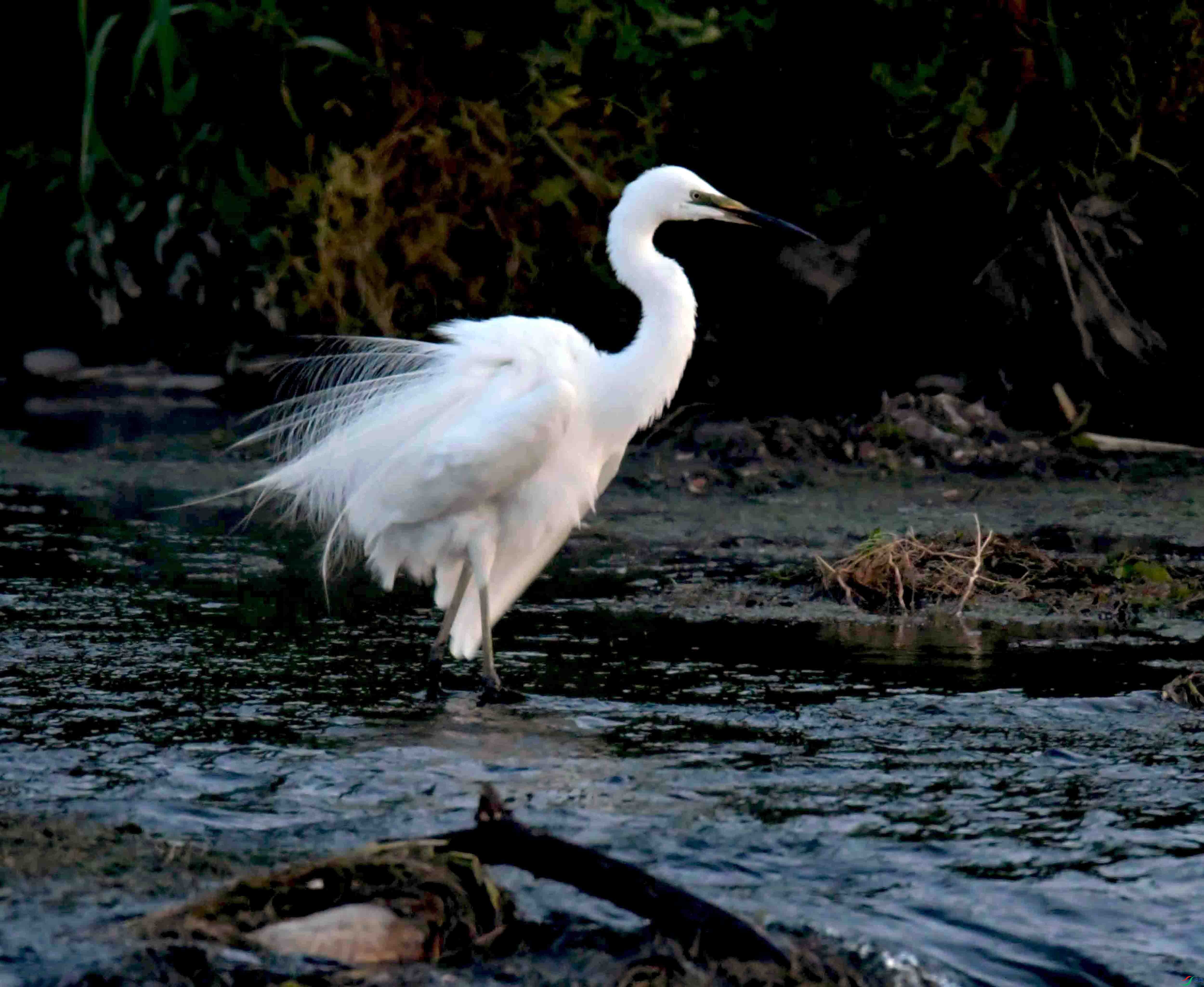 DSC_7236.JPG