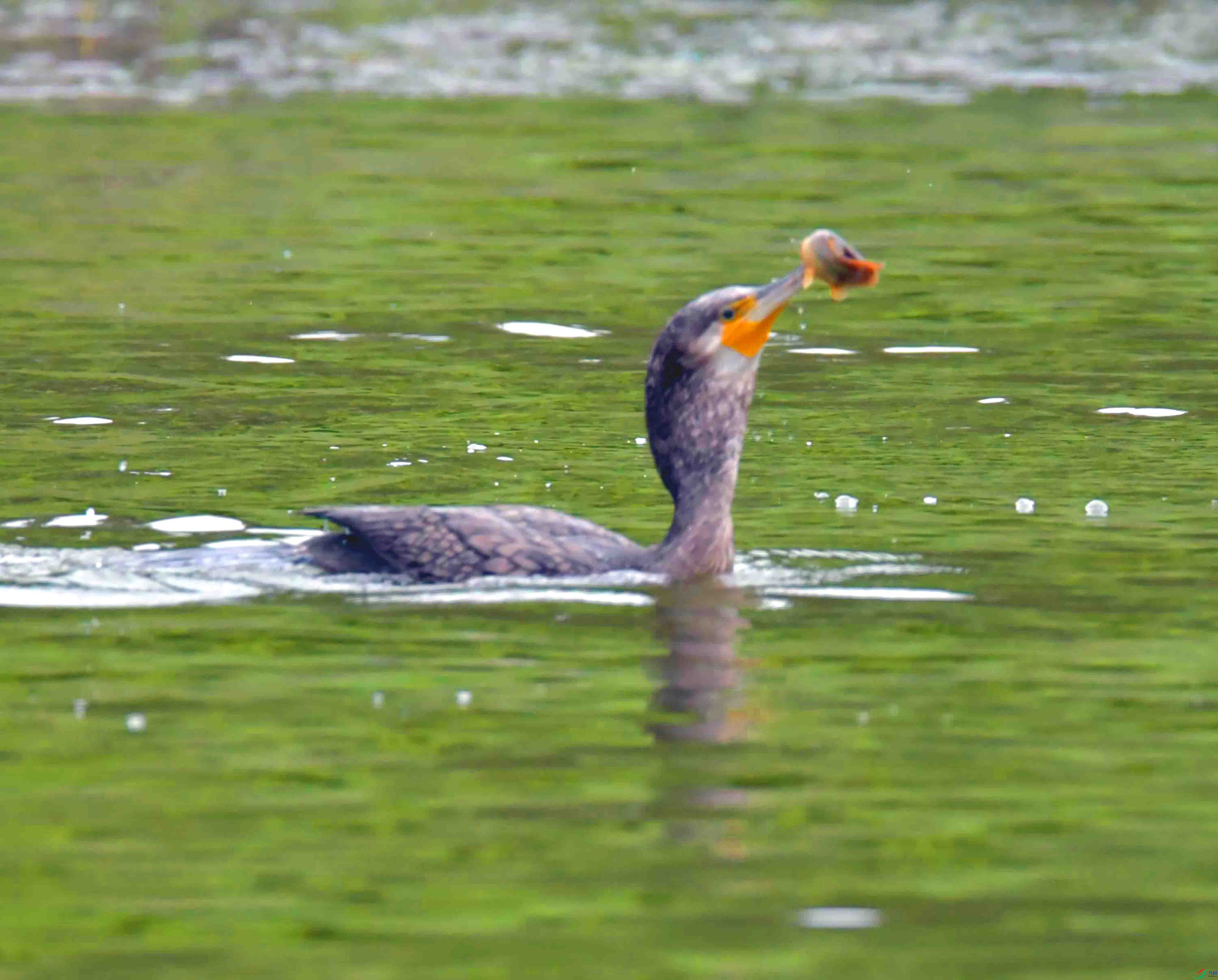 DSC_0865.JPG