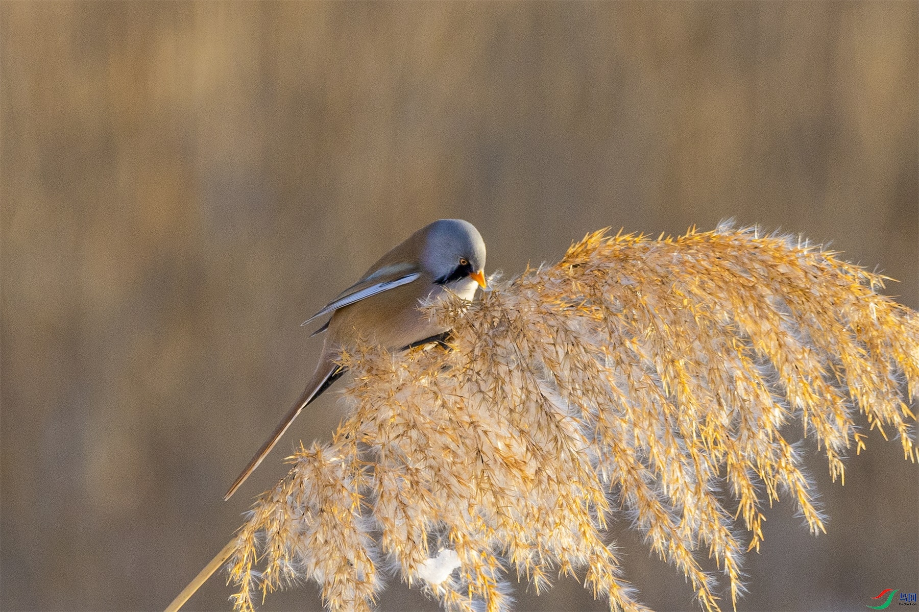 1K3A0962 ����1.jpg