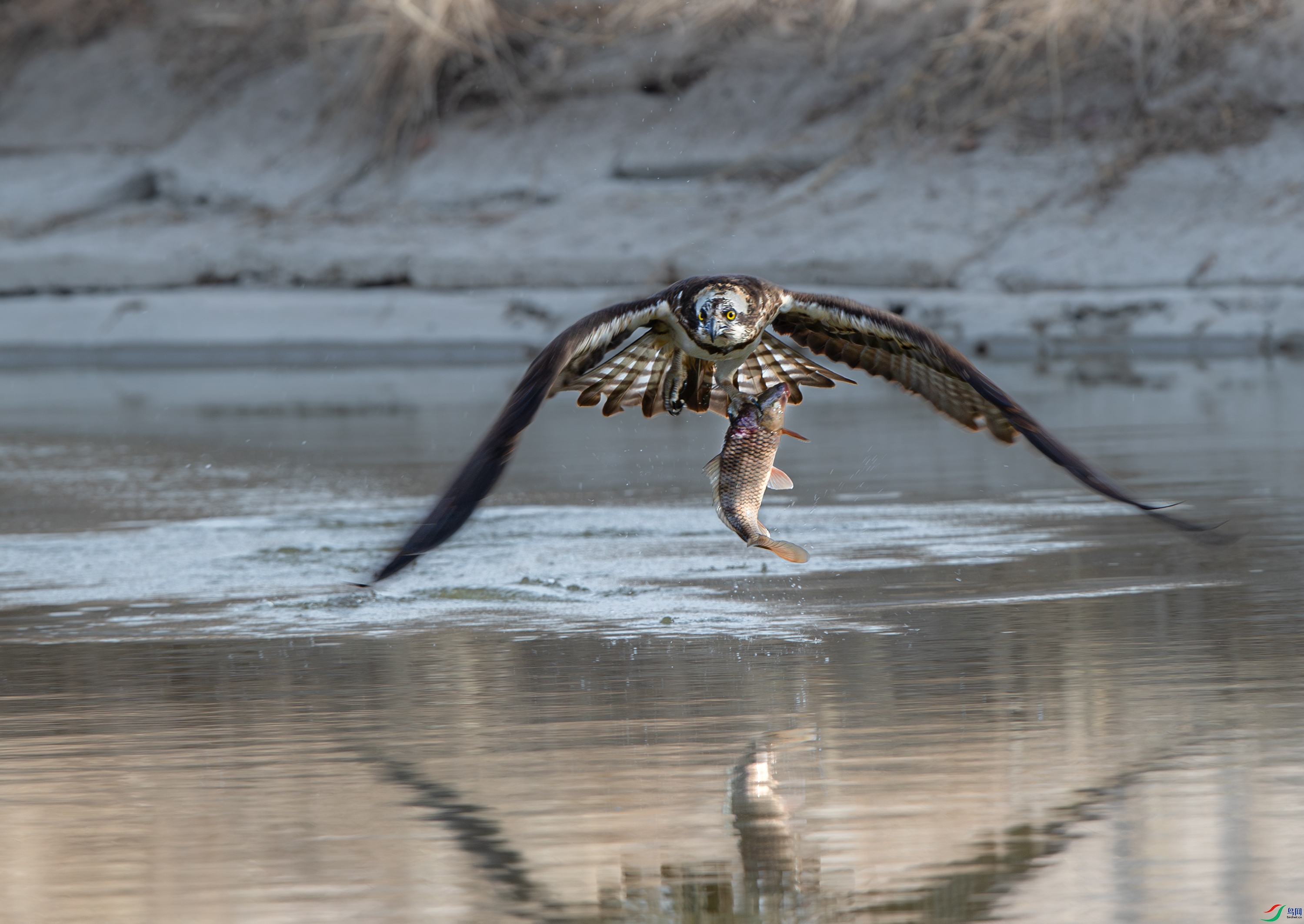 AY8I0408--0-1 ����.jpg