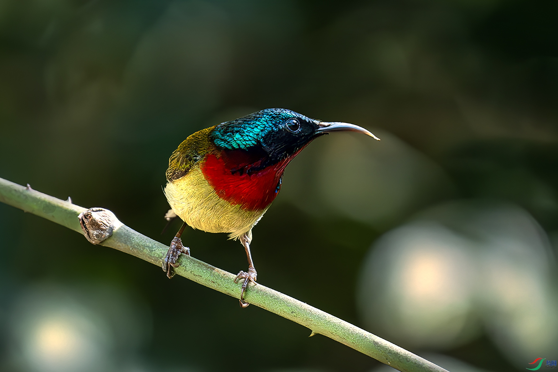 LZW06166-����ǿ-NR ����.jpg