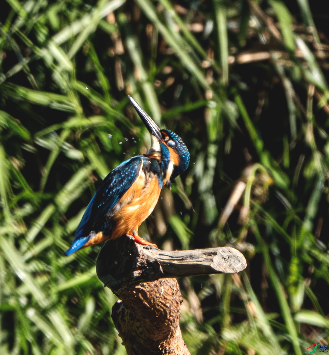 DSC07283-a.jpg