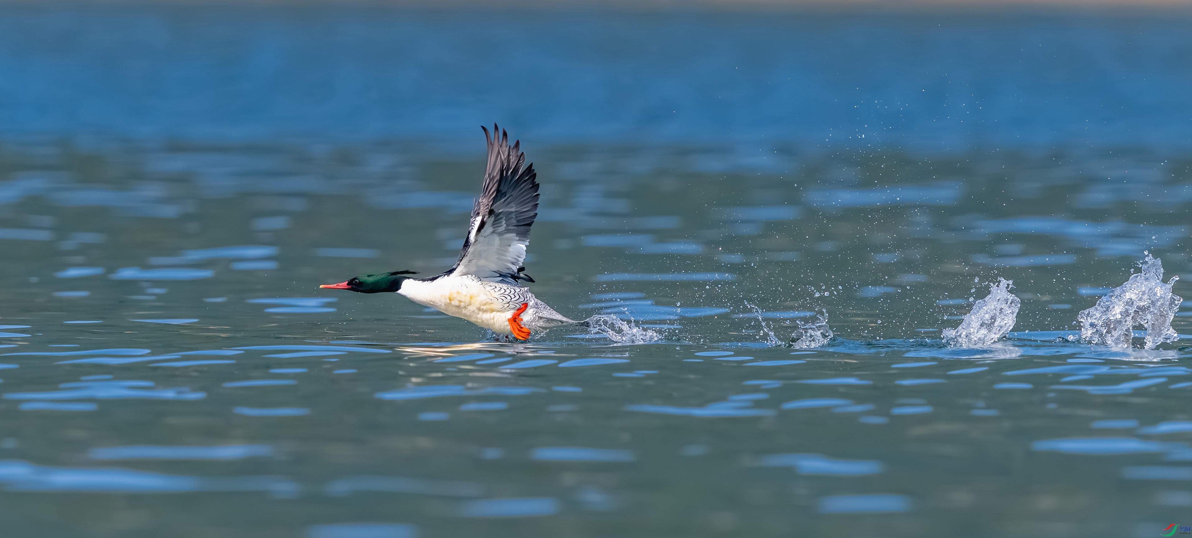 _DSC7488-����ǿ-NR_1 - ����.JPG