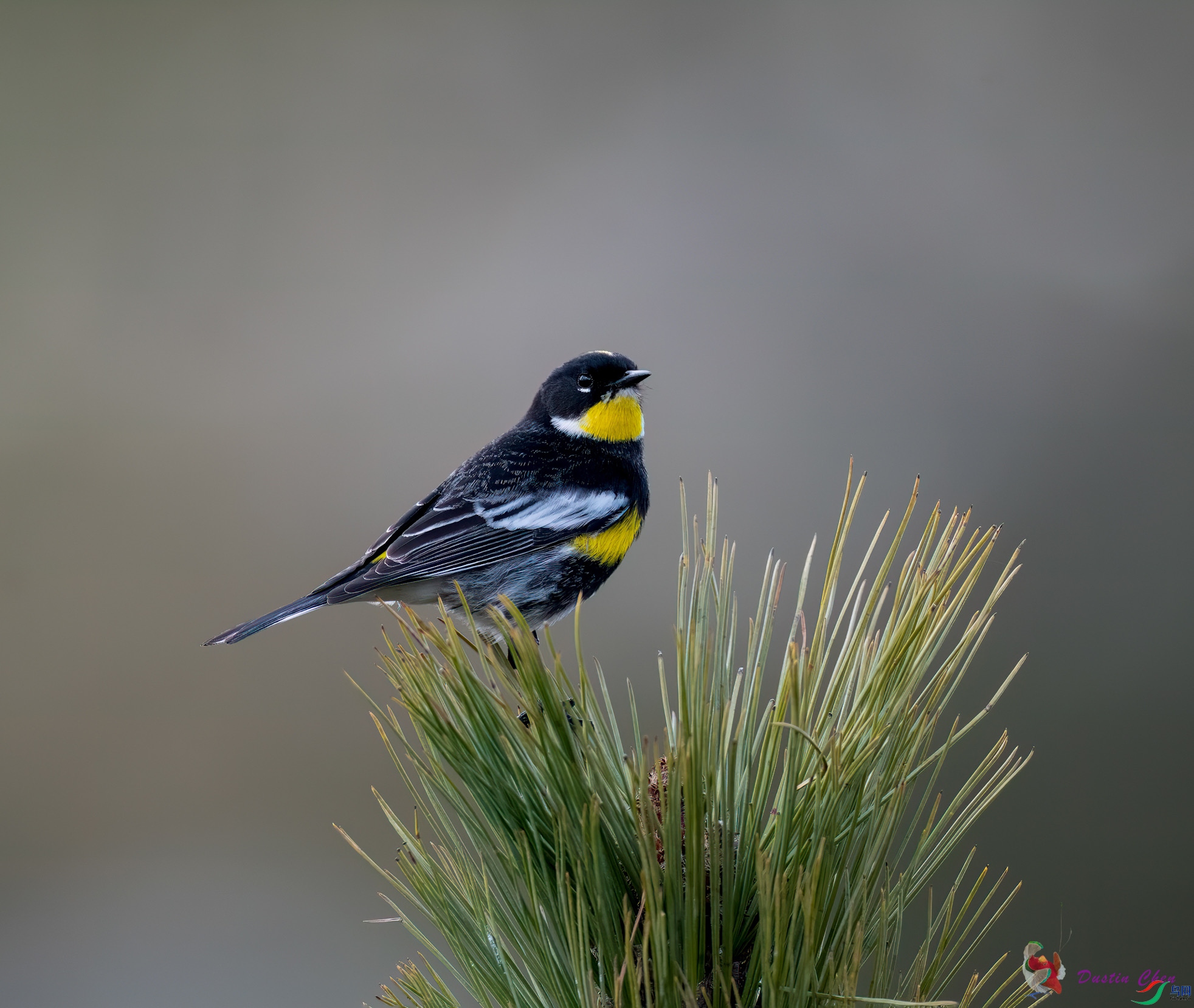 ������ݺ