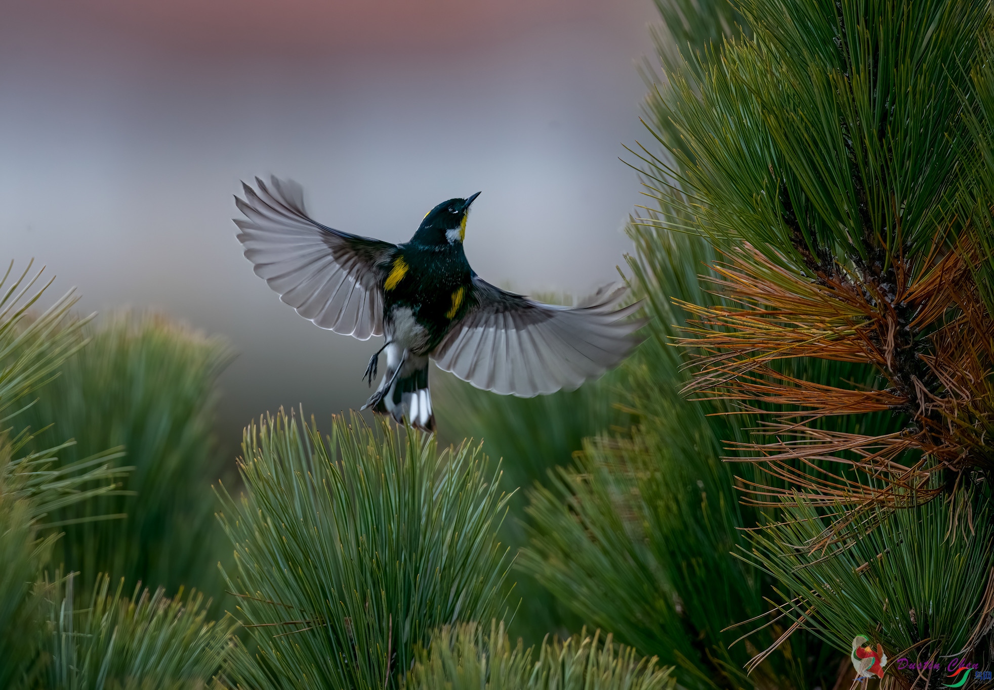 ������ݺ