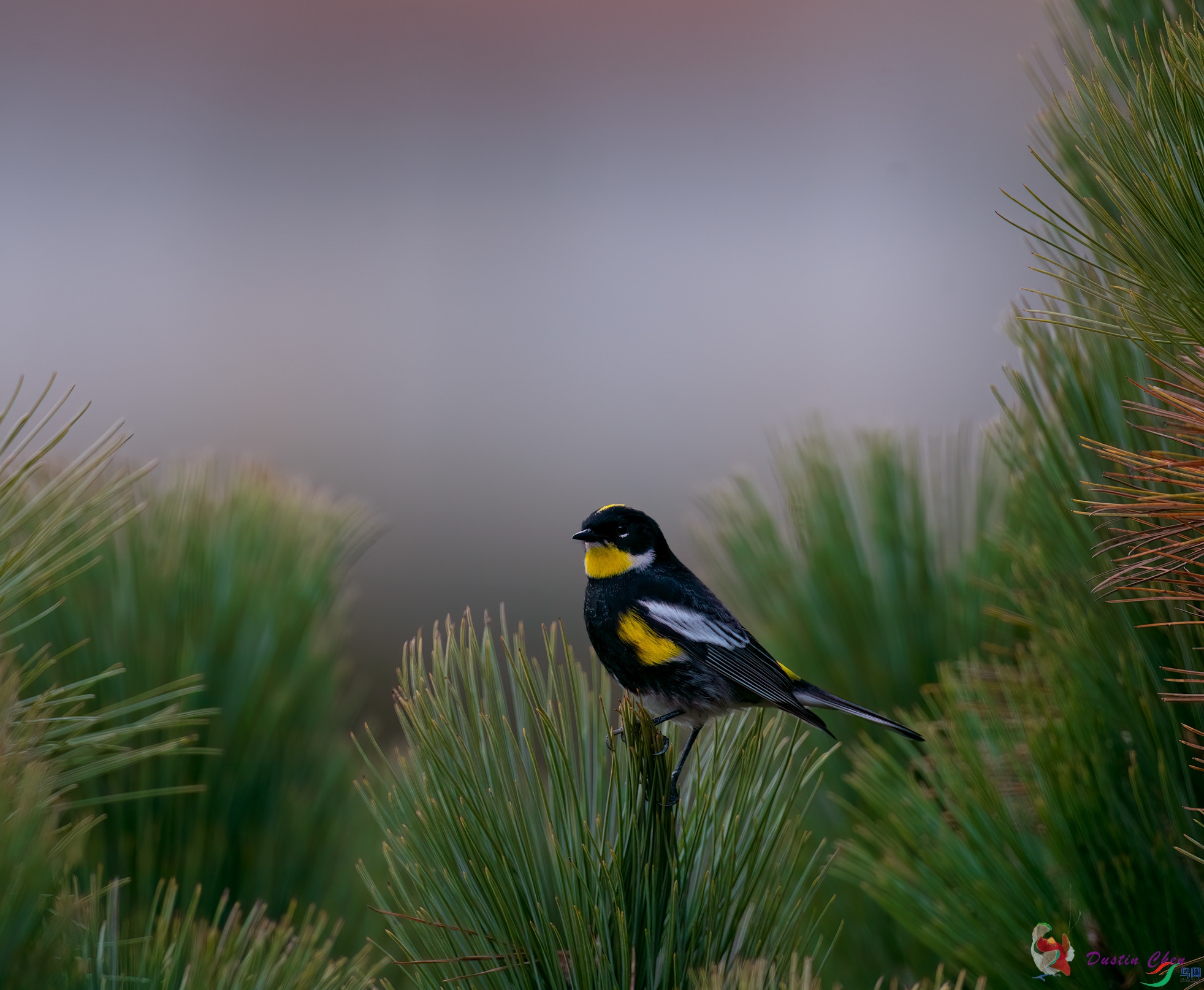 ������ݺ