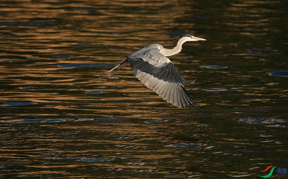 DSCF4337.1.JPG