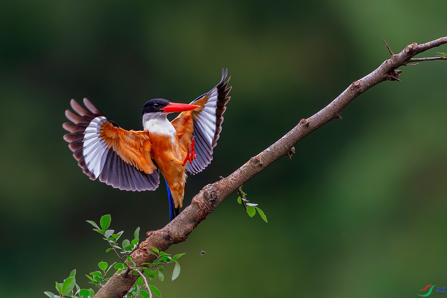 DSC_1612-ABCD.jpg
