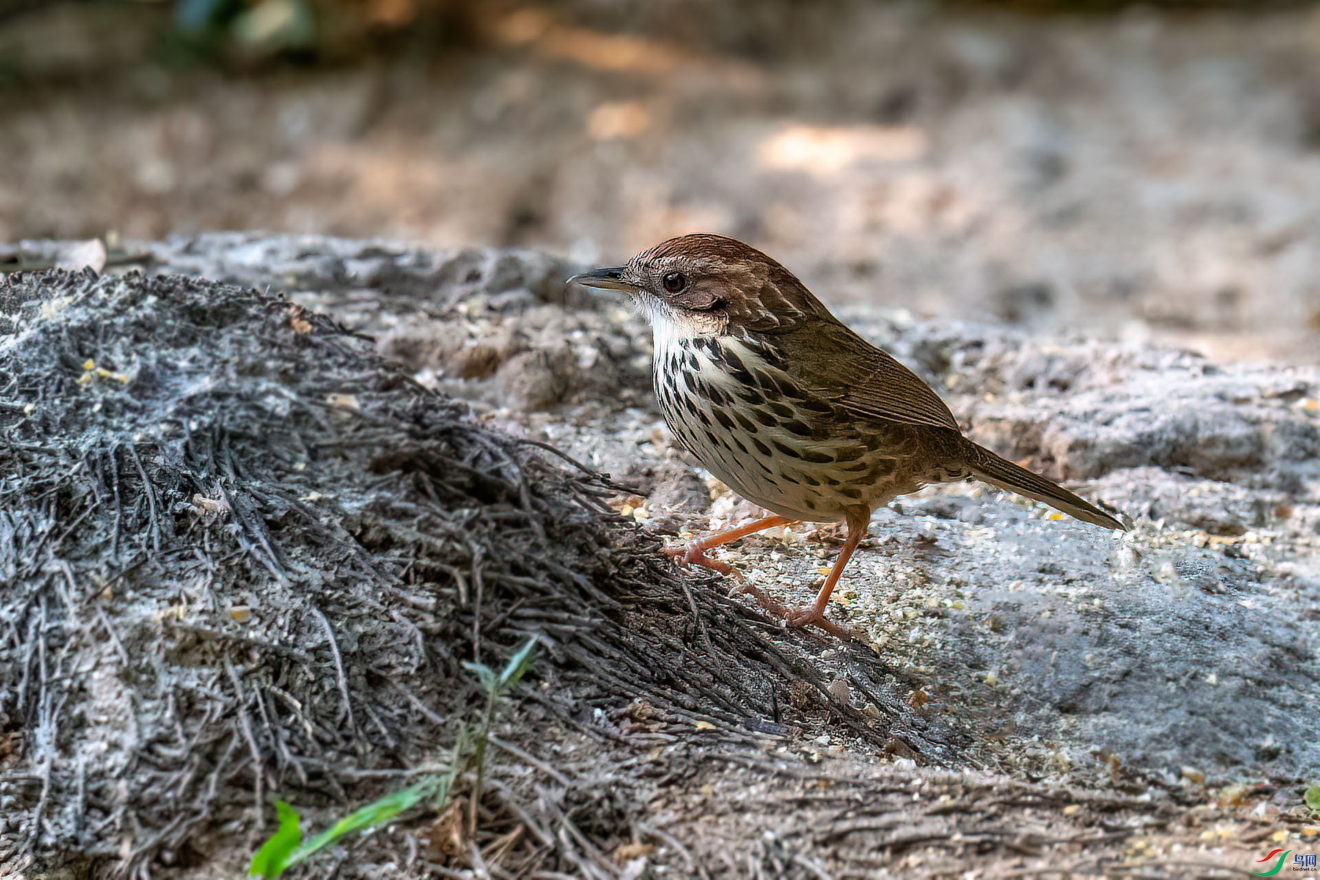 DSC_1244.jpg