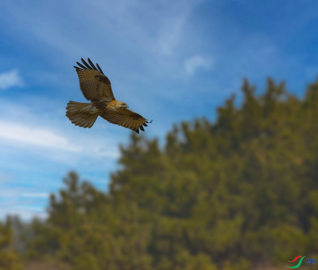 DSC_7337 ����11_����.jpg