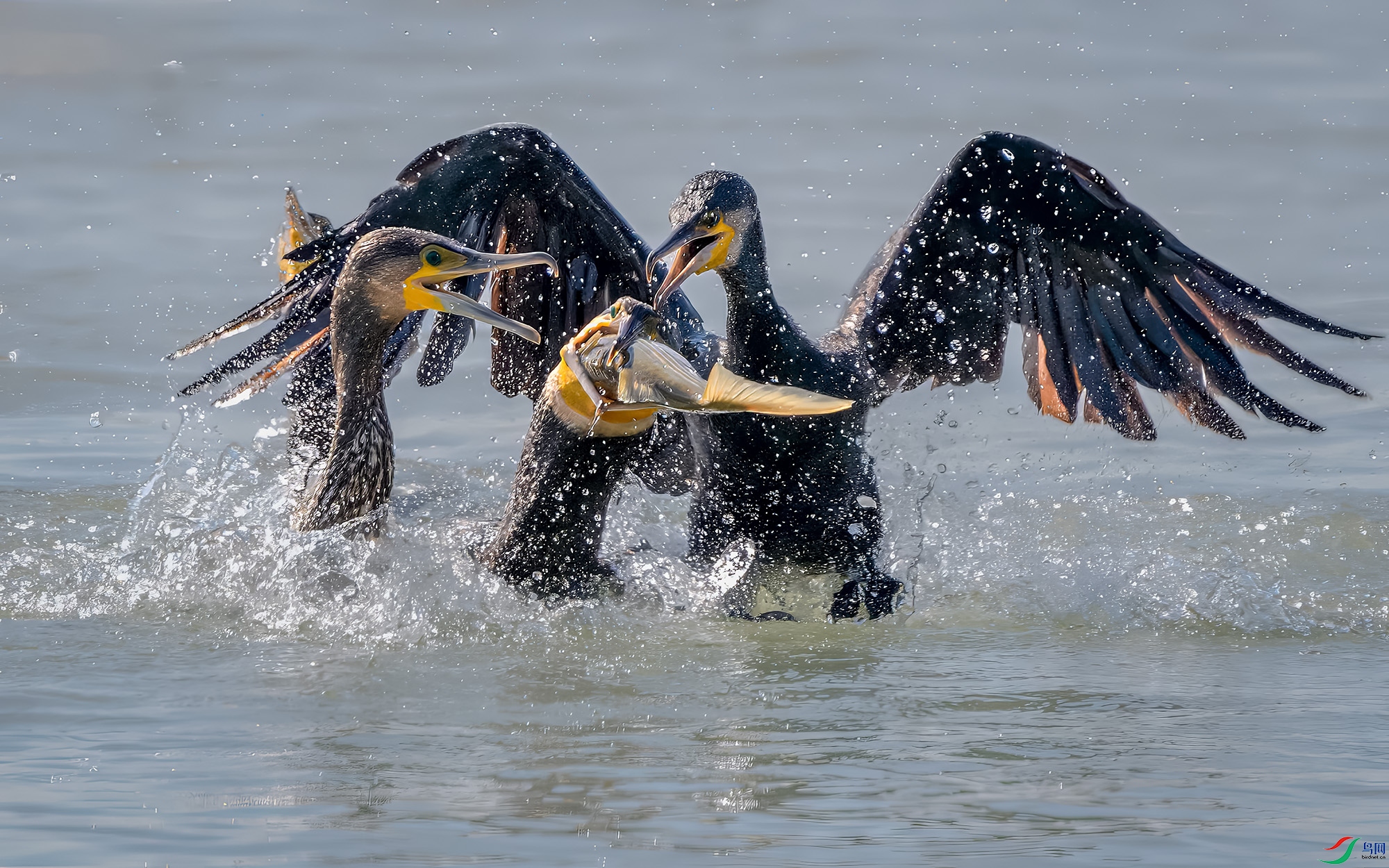 DSC_9357-����ǿ-NR ����.jpg