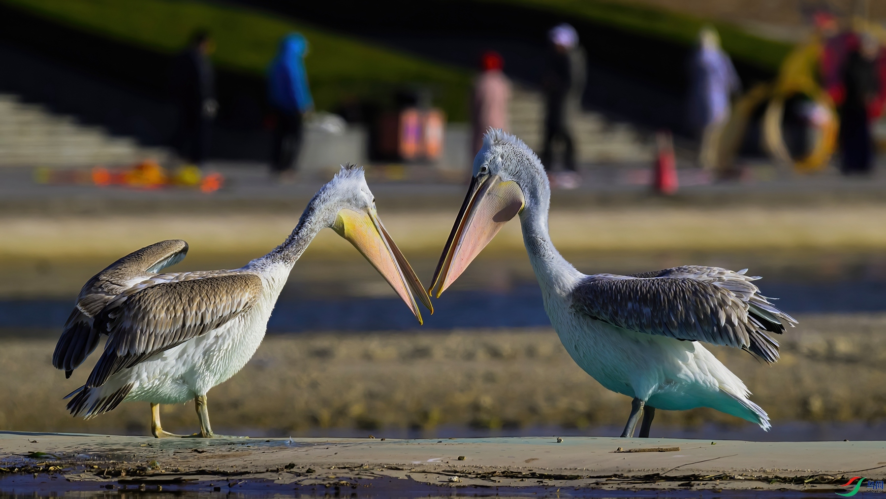 _DSC7797 ����-SharpenAI-motion-DeNoiseAI-standard.jpg