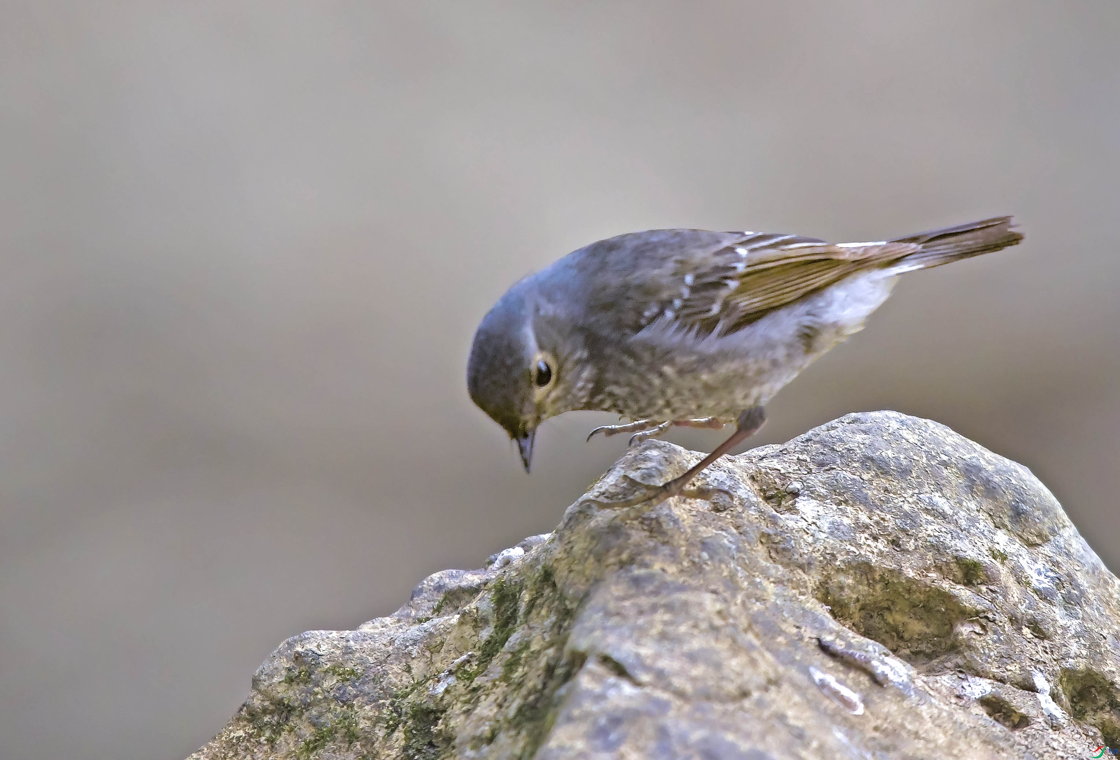 DSC_9875.JPG