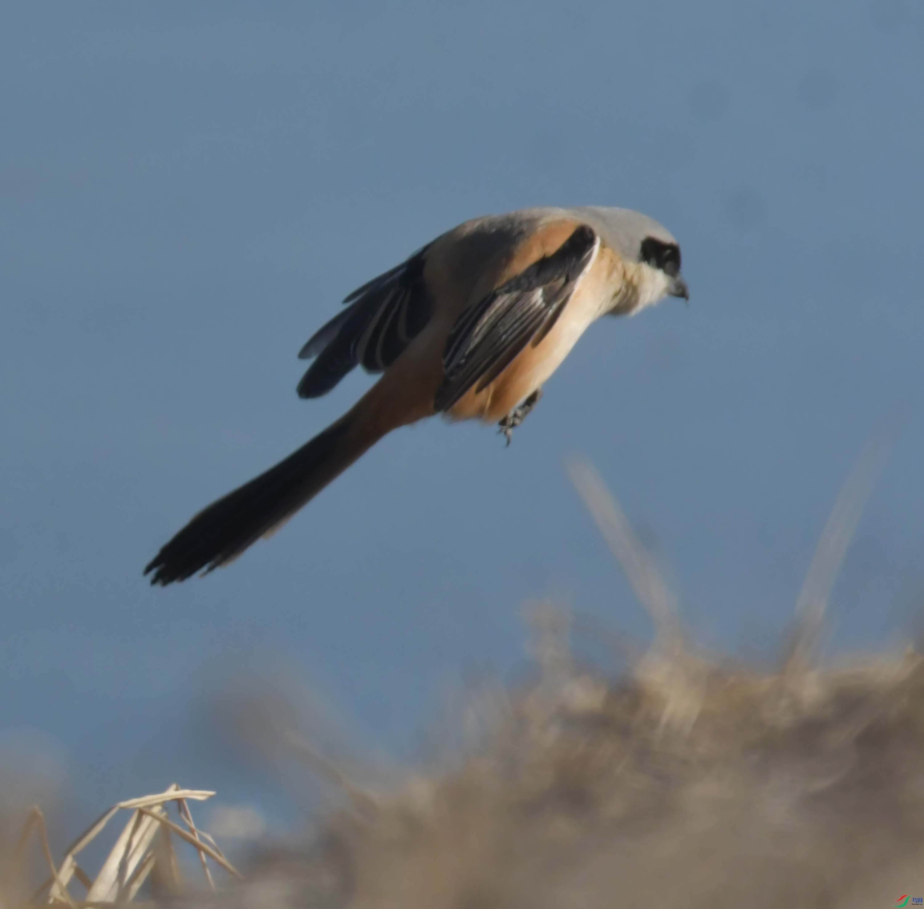 DSC_2397.JPG