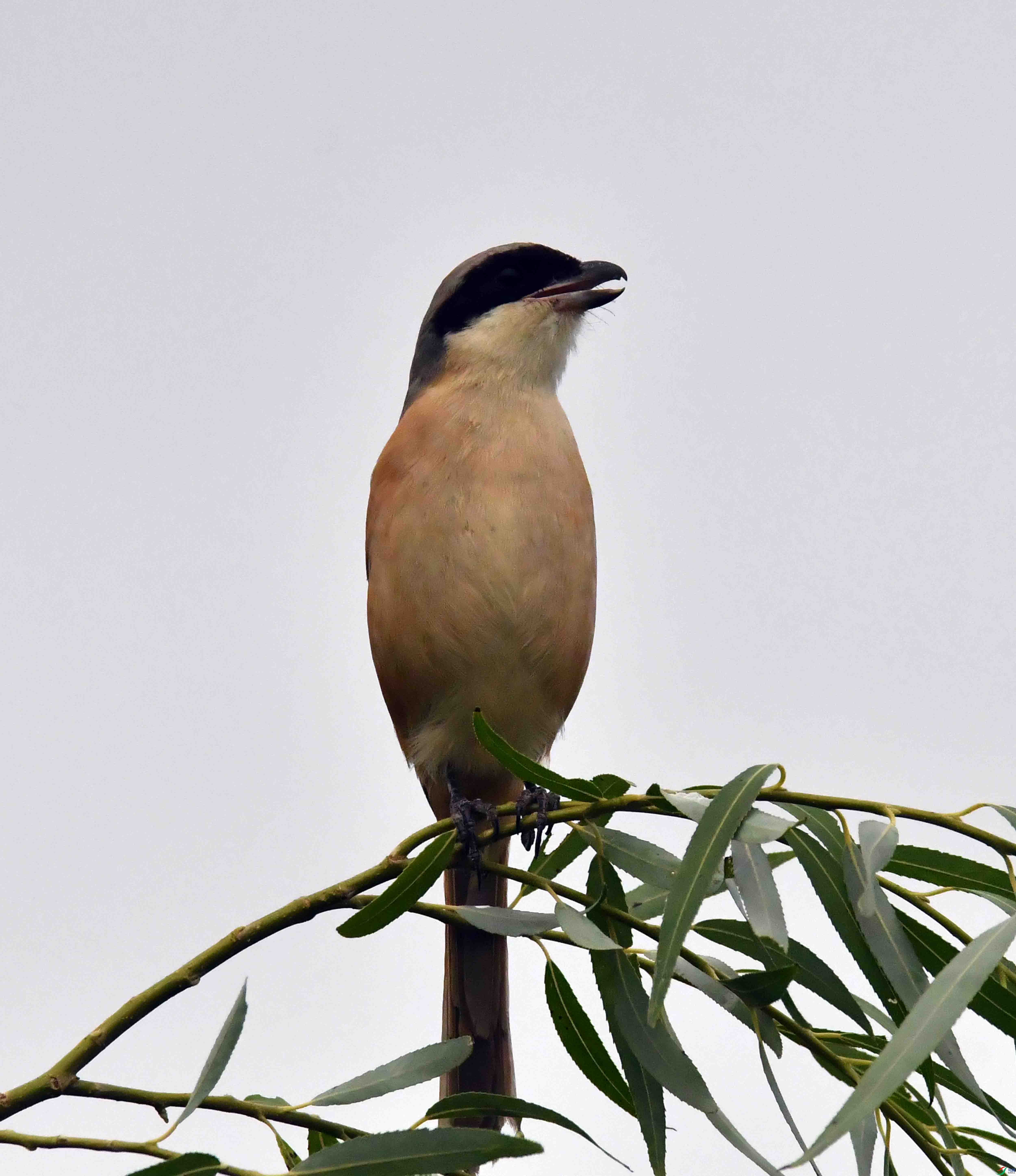 DSC_9461.JPG