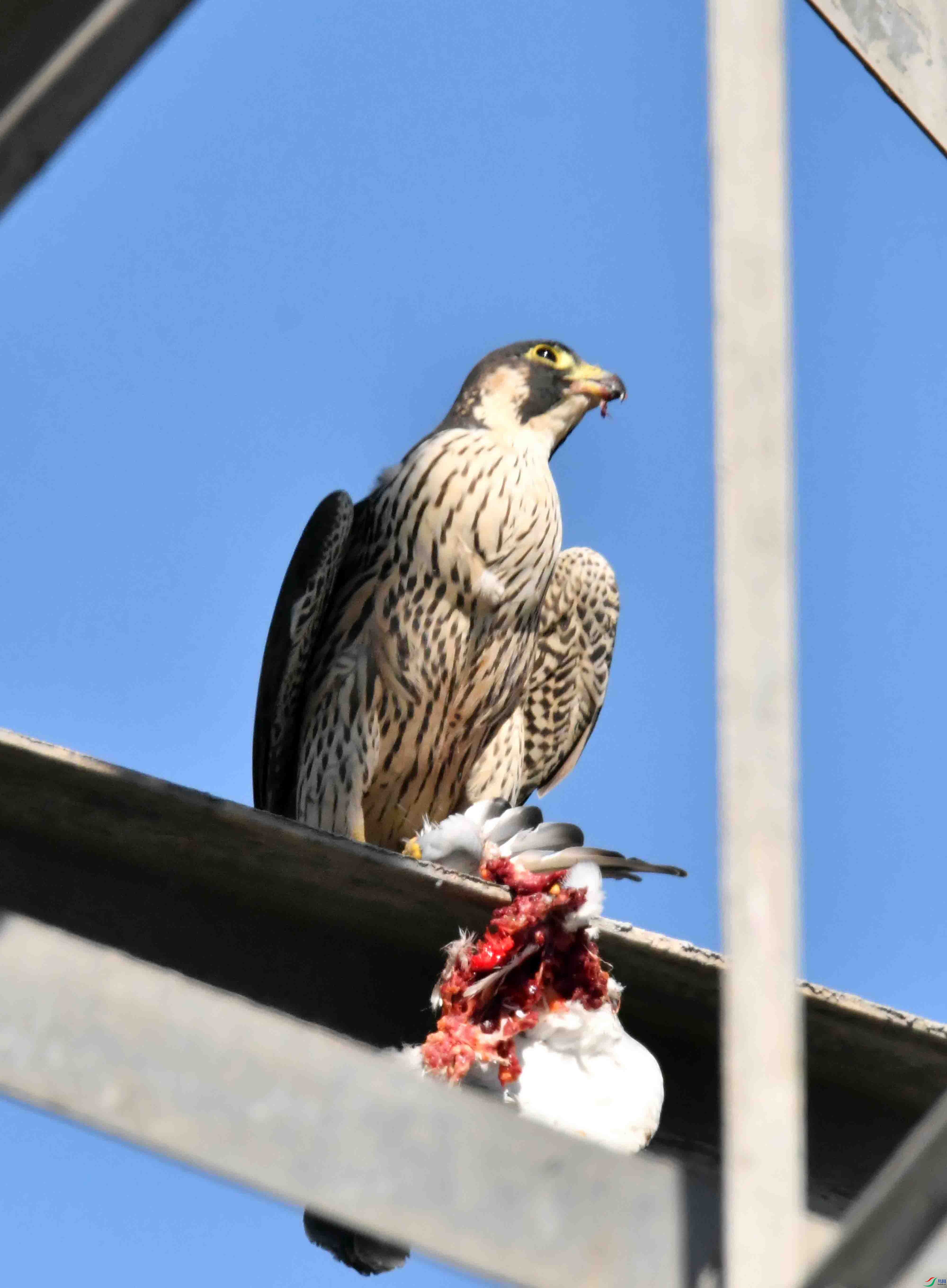 DSC_3464.JPG
