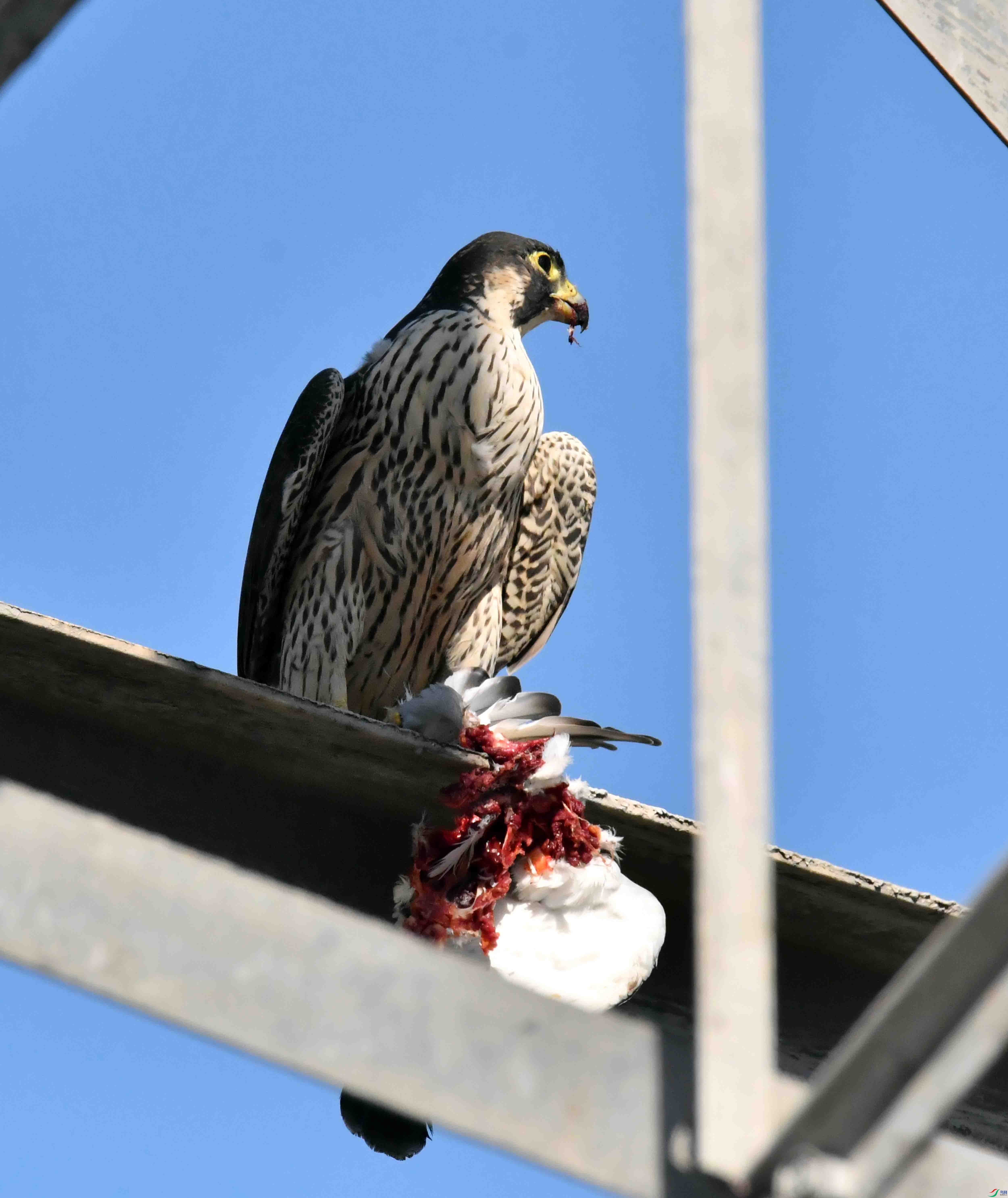DSC_3472.JPG