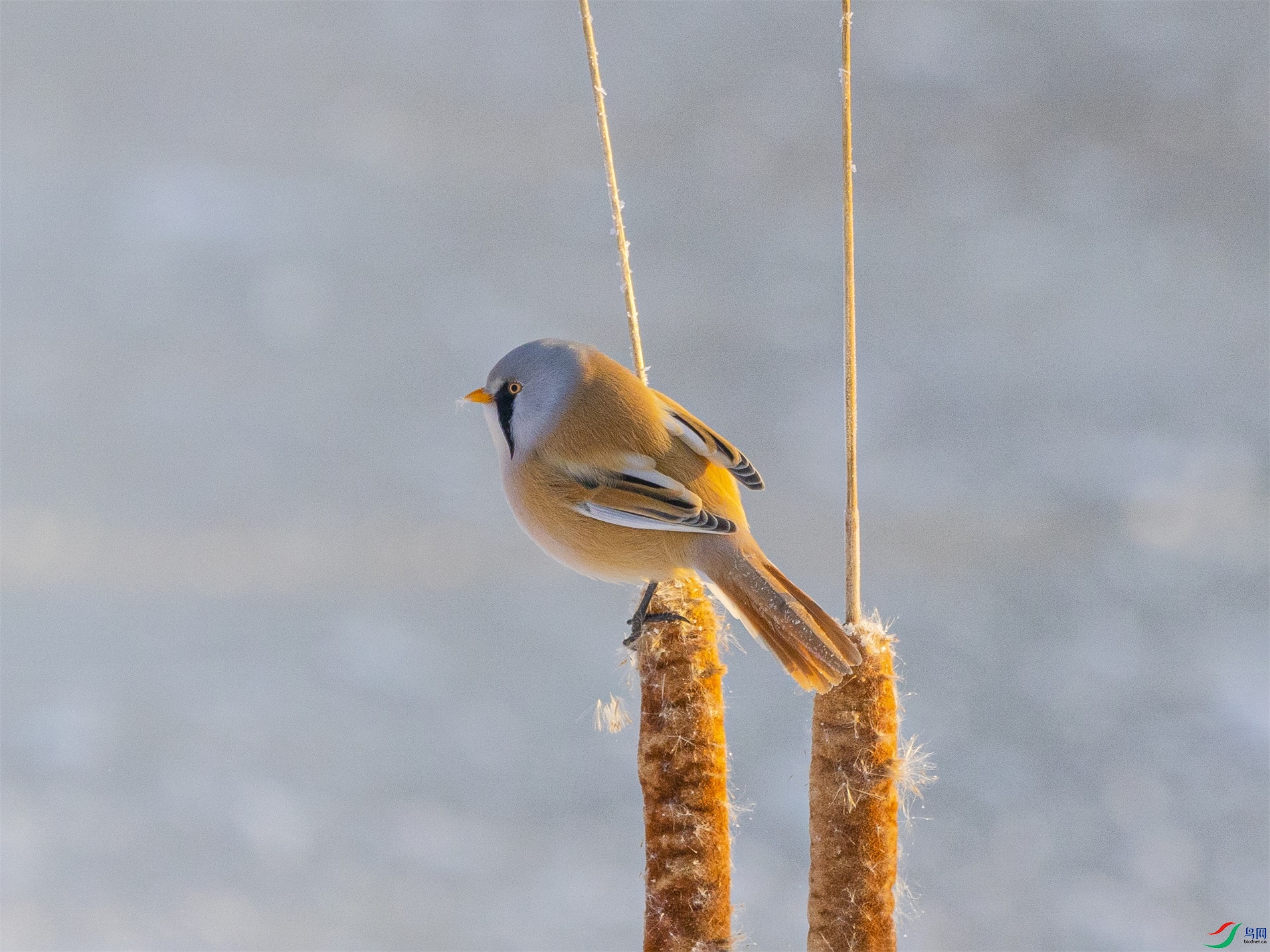 1K3A9440 ����1.jpg