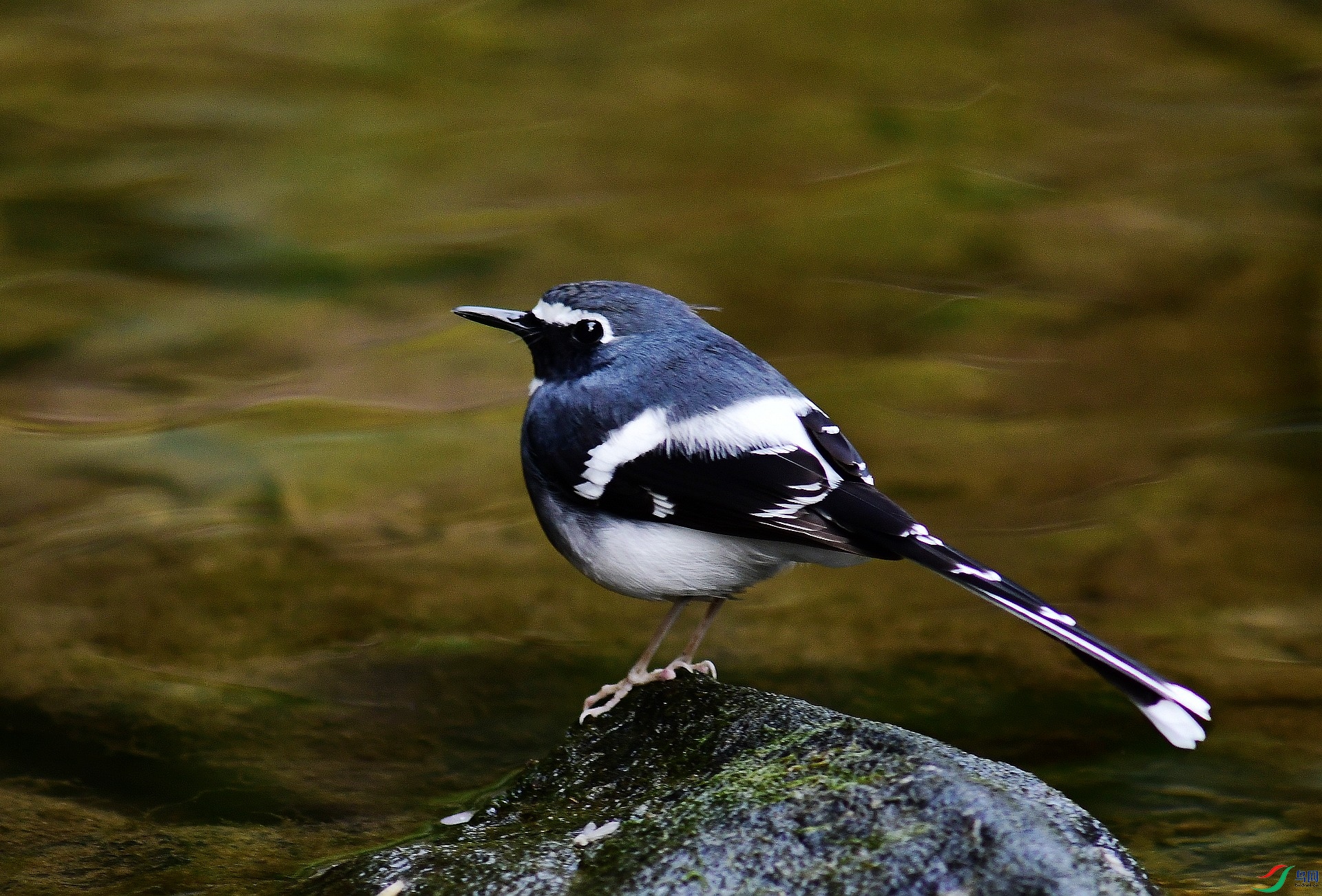 _D5D0271.jpg