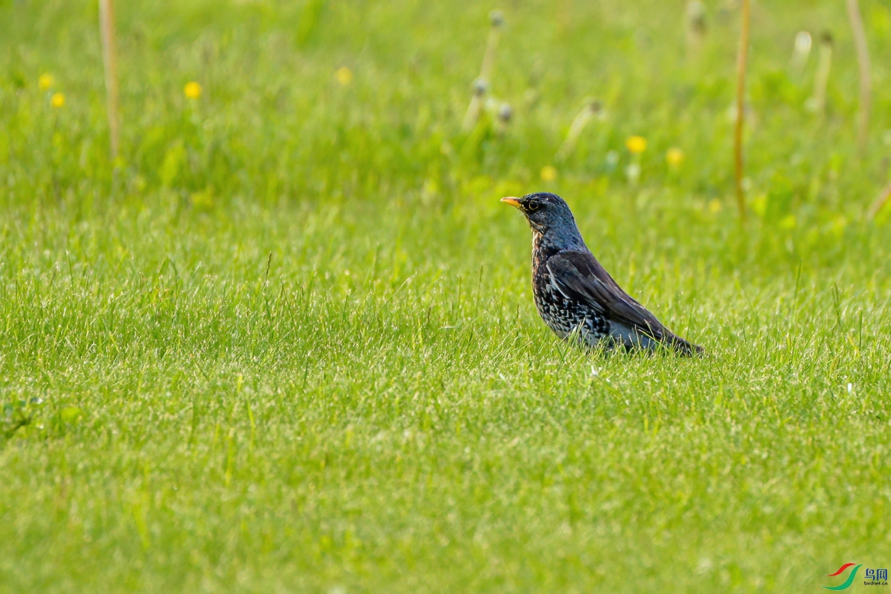 DSC_7809.jpg