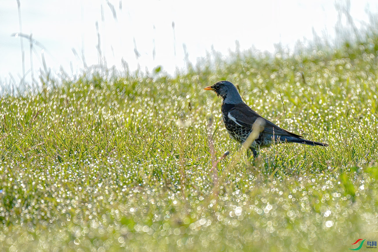 DSC_8194.jpg