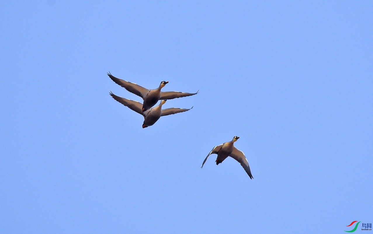 DSC_6248f.jpg