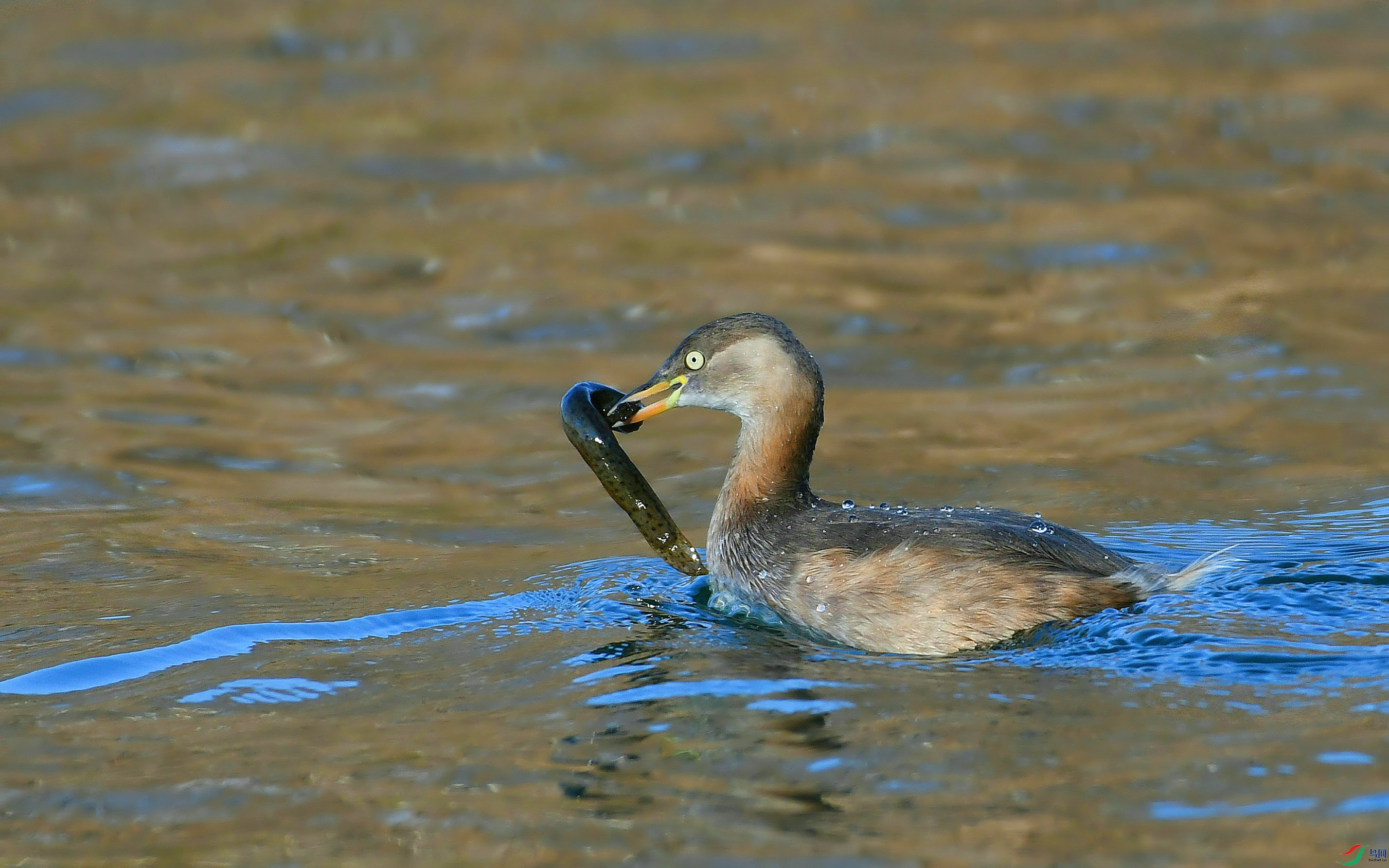 DSC_2654.JPG