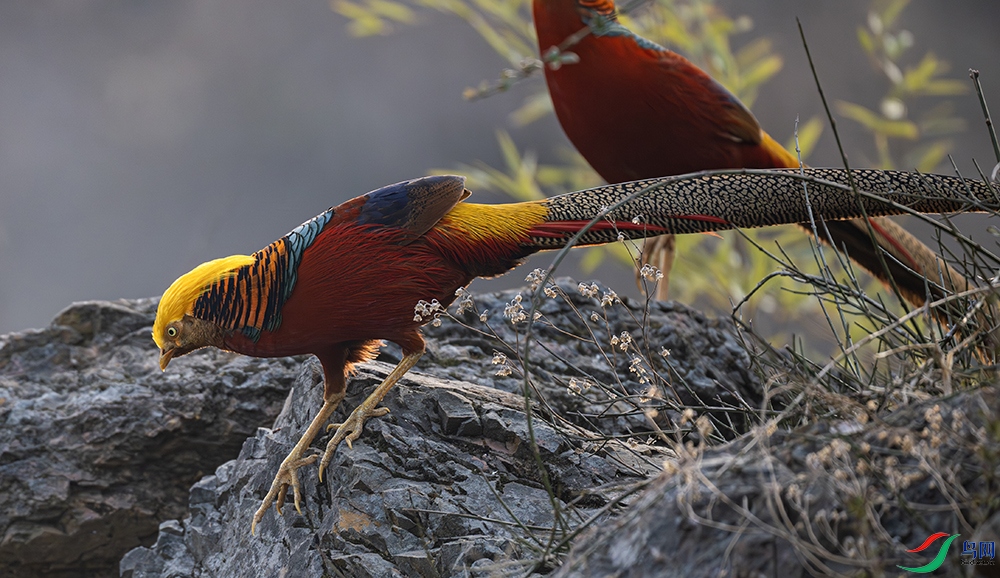 DSC_7193-����ǿ-NR ����.jpg