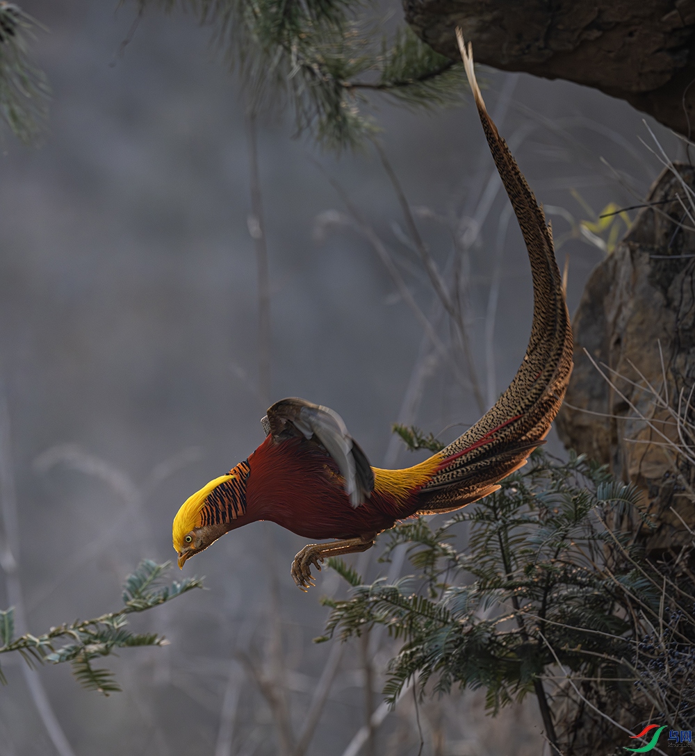 DSC_7241-����ǿ-NR-1 ����.jpg