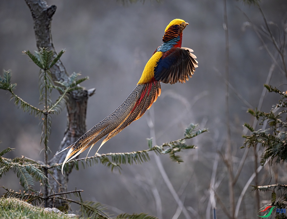 DSC_7285-����ǿ-NR ����.jpg