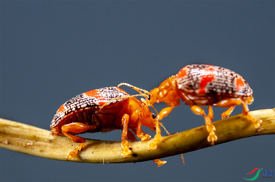 DSC_1306.png   0001.png