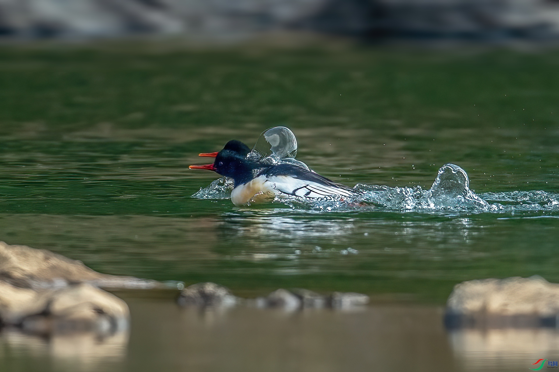 DSC_6887.jpg